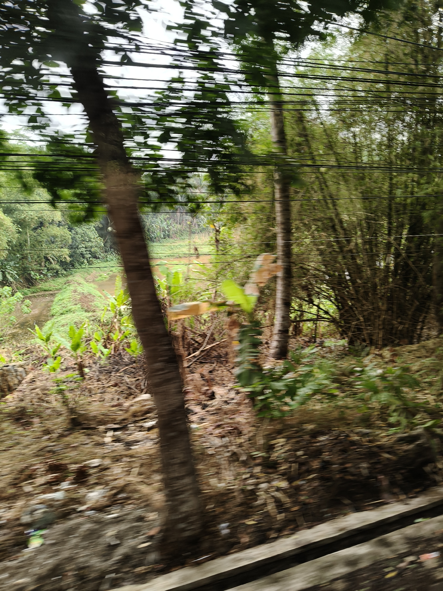 The image depicts a blurred outdoor scene with a focus on vegetation and power lines. In the foreground, a tree trunk is visible, with a rough, textured bark. The ground is covered with dry leaves and debris. To the left, a body of water, possibly a canal or river, is visible, bordered by lush green plants. In the background, dense foliage, including bamboo, creates a wall of green. Multiple parallel power lines crisscross the upper portion of the image, obscuring the sky. The overall impression is one of a natural environment with signs of human infrastructure. Based on the provided context, this scene is located in Cikoneng, Indonesia.
