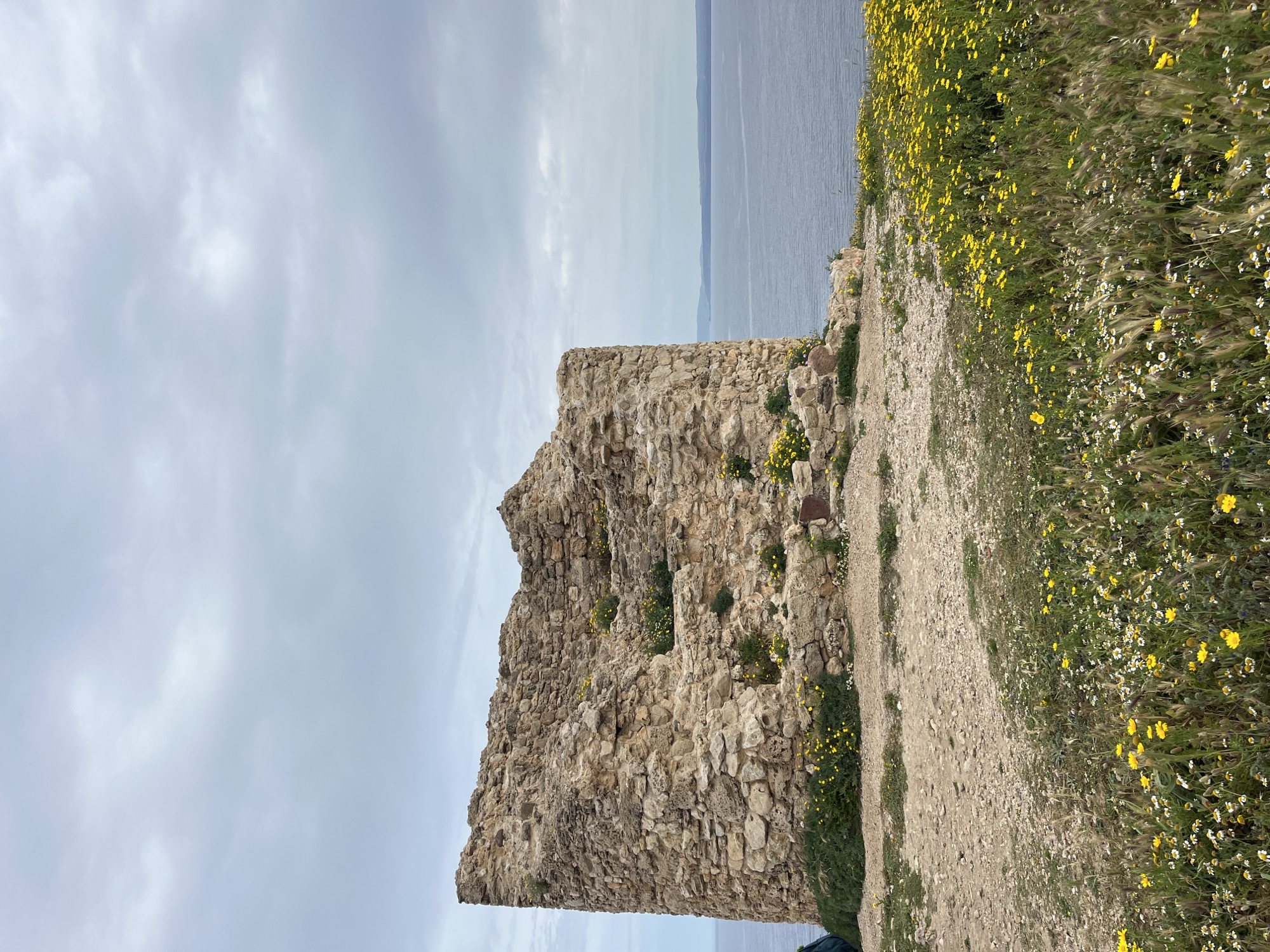 The image shows a partial view of a ruined stone structure, likely an ancient tower or building, located near the coastline. The structure is built of irregularly shaped stones and has significant portions missing or crumbled.
A dirt path runs along the side of the structure, bordered by vegetation consisting of grasses and wildflowers. The wildflowers are predominantly yellow, with some white flowers also present.
The background reveals a body of water, possibly the sea, with land visible in the distance. The sky is overcast, with a gray color and cloud cover.
Based on the provided information, it can be inferred that the location is near San Vero Milis in Italy. The scene depicts a historical ruin in a coastal setting, with natural vegetation. There are no visible people, animals or signs of modern infrastructure.