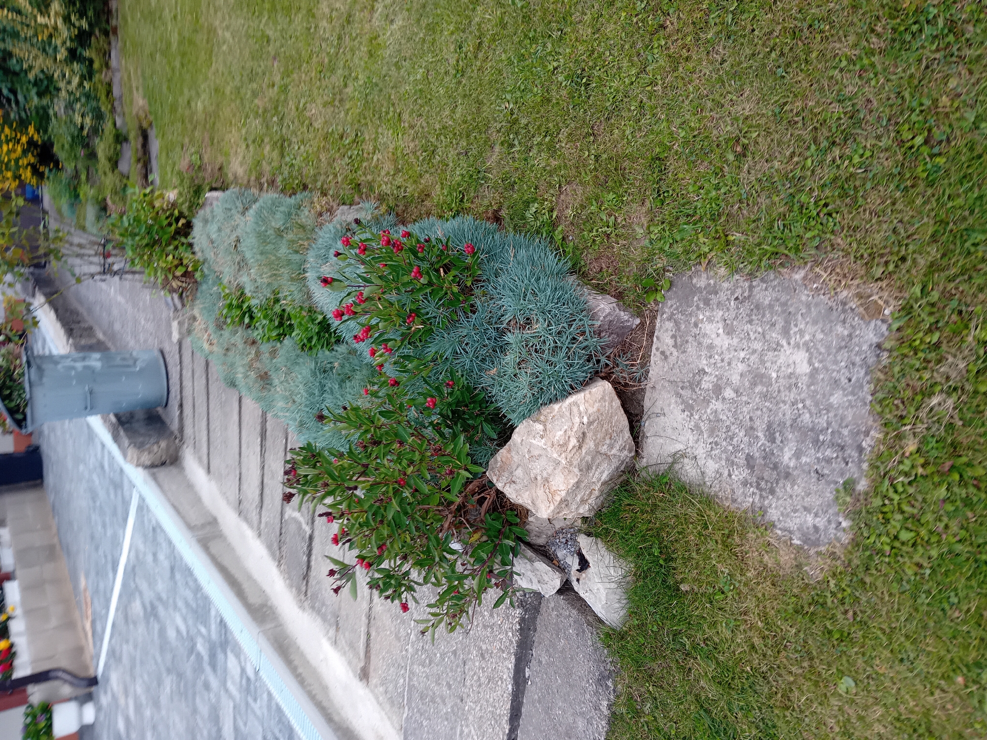 This is a medium shot, eye-level, outdoor, daytime, still photograph of a manicured garden bed with a paved pathway in Zuberec, Slovakia. The garden bed is comprised of a row of blue-green, low-lying plants with a cluster of small red flowers and green leaves in the foreground. Large, light-colored rocks are scattered amongst the plants, with one prominent rock to the right of the red-flowered plant. A grey, textured paved pathway runs along the left side of the garden bed. Further back, the pathway appears to be made of large, square grey pavers. To the left of the pathway, a grey cylindrical trash receptacle is visible. The ground is covered in green grass. In the background, a grey retaining wall with white trim and potted flowers are visible. The overall impression is one of a well-maintained outdoor space.