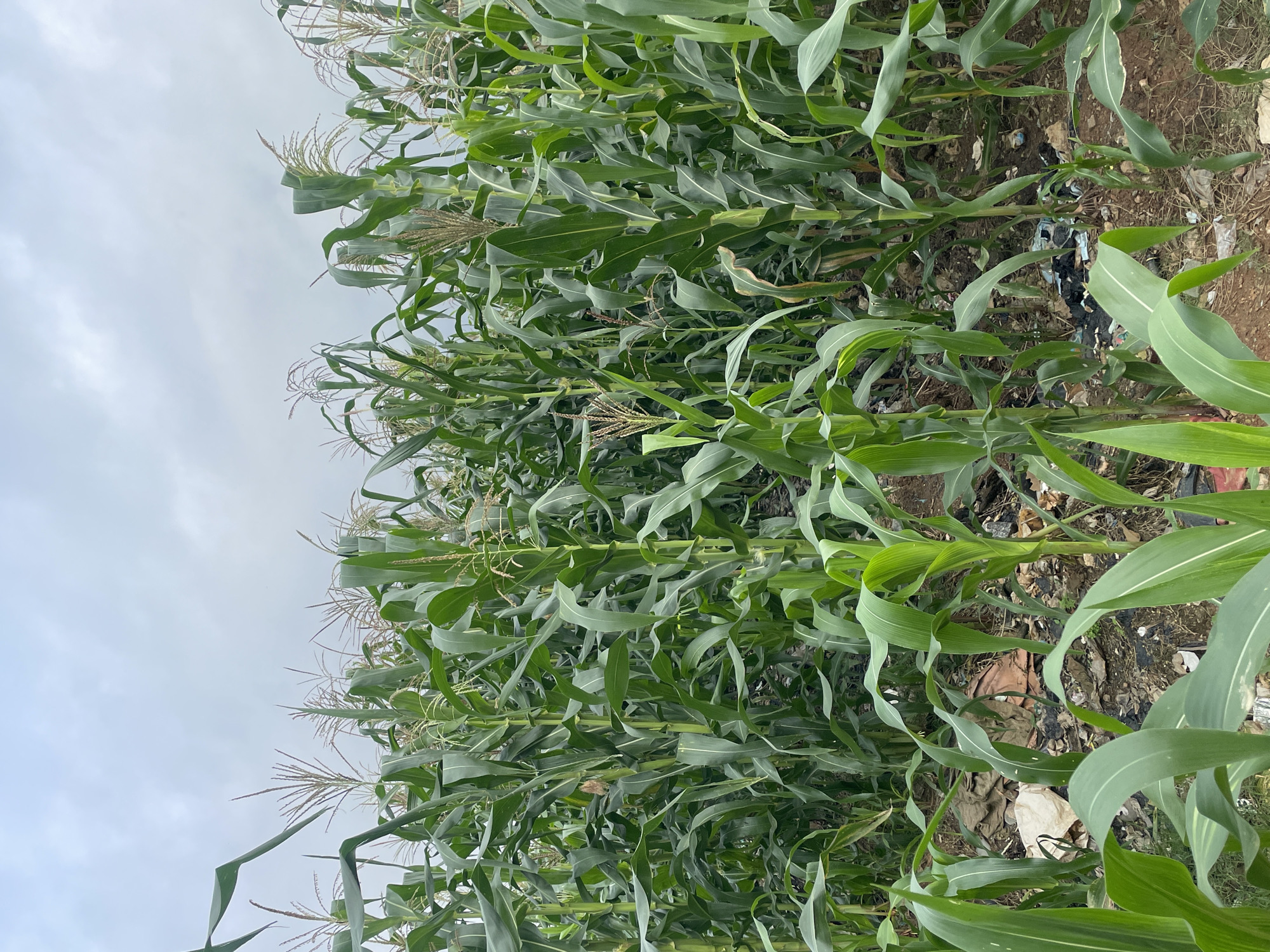 The image shows a dense field of mature corn stalks, reaching about eye level. The corn is green and healthy, with visible tassels at the top of many stalks. The ground between the corn stalks is littered with debris, including plastic bags, paper, and other refuse, indicating a lack of proper waste management in the area. The sky is overcast with a grey, cloudy appearance. The scene suggests an agricultural area, likely on the outskirts of a city, potentially in Abuja, Nigeria, given the context. There are no people or animals visible in the image. The overall impression is one of a developing agricultural or peri-urban environment with environmental concerns related to waste.