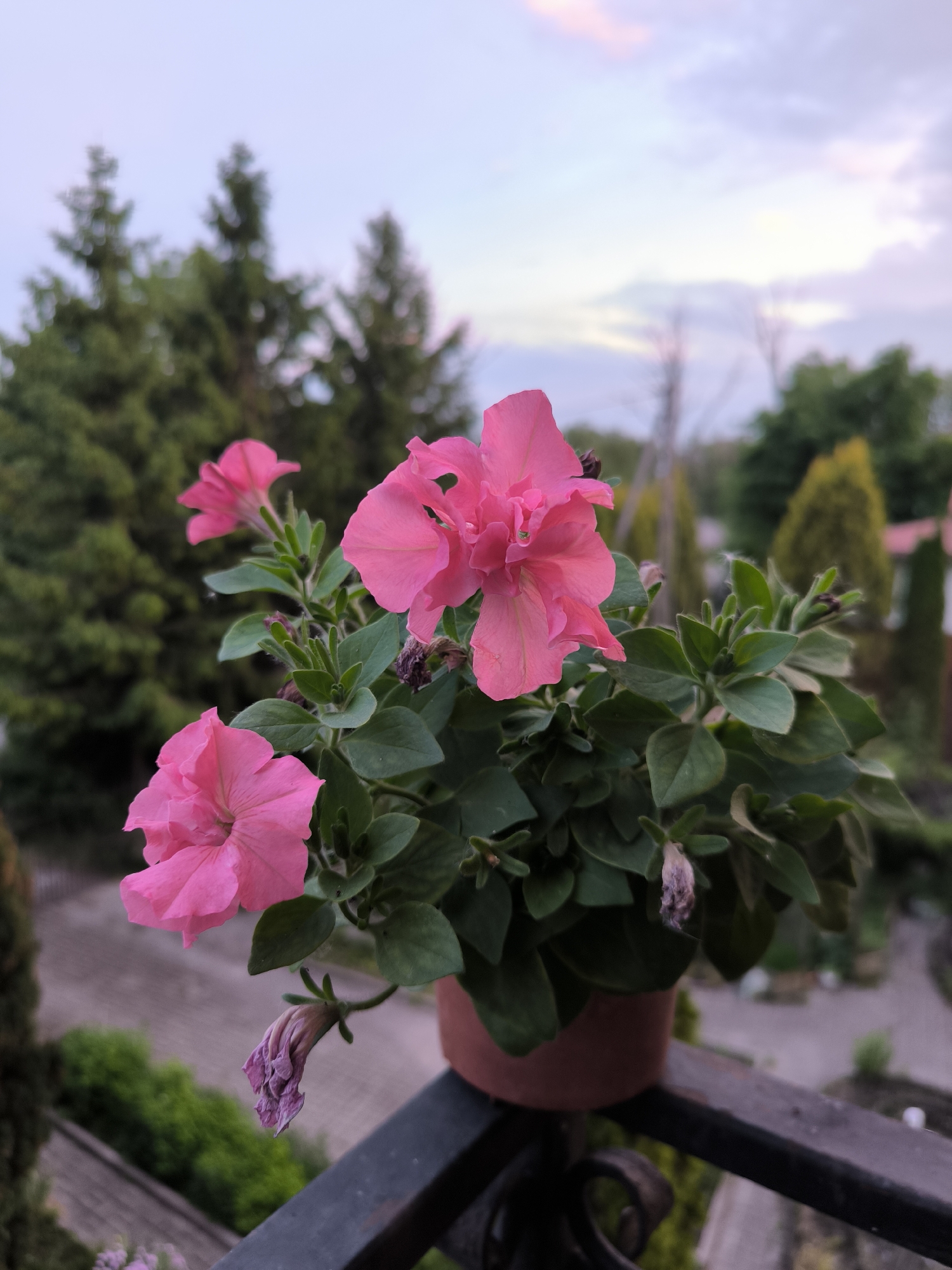 The image displays a terracotta-colored potted plant with vibrant pink petunia-type flowers and lush green foliage, positioned on a dark, ornate wrought-iron railing. The scene is situated in Laskino, Russia. Three prominent pink blooms are visible: two fully open, one in the upper right foreground and another in the lower left, and a third, smaller bloom further back. A single withered, purplish flower hangs from a stem below the pot. The background is heavily blurred, featuring numerous evergreen trees of varying heights and shapes, some with conical forms, set against a sky that transitions from pale blue at the zenith to soft pink and purple hues towards the horizon, indicative of twilight. Distant, indistinct structures and a muted, light-colored ground surface are vaguely discernible beneath the trees. No individuals are present in the frame.