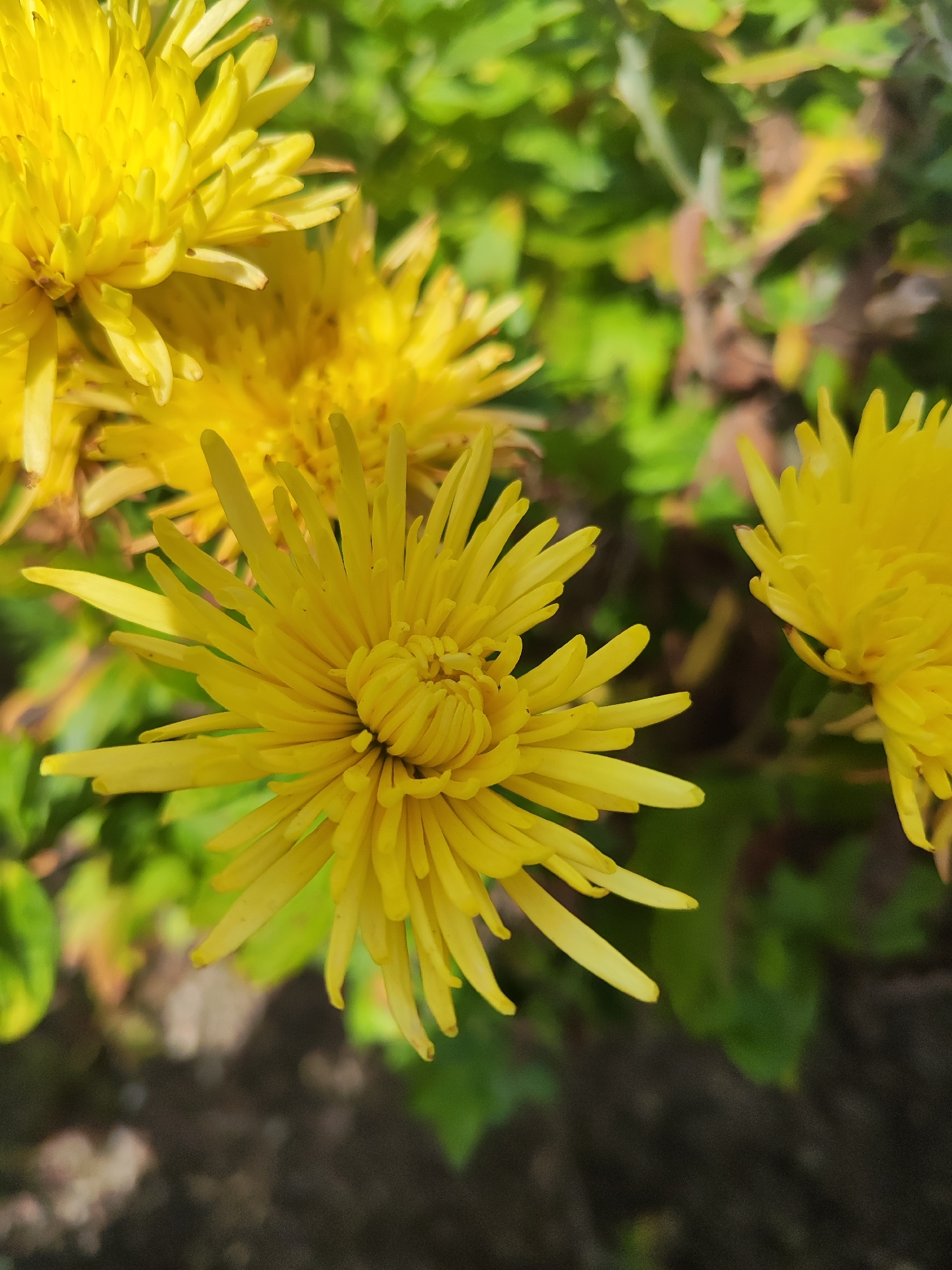 The image displays a close-up view of bright yellow chrysanthemum flowers, with several blooms and their delicate petals filling the frame. The background consists of blurred green foliage and dark soil. The lighting suggests an outdoor setting, likely during daylight hours, with sunlight highlighting the vibrant yellow of the petals. There are no people or animals visible in the image. The photograph was taken in the city of Gvardeysk, Russia.