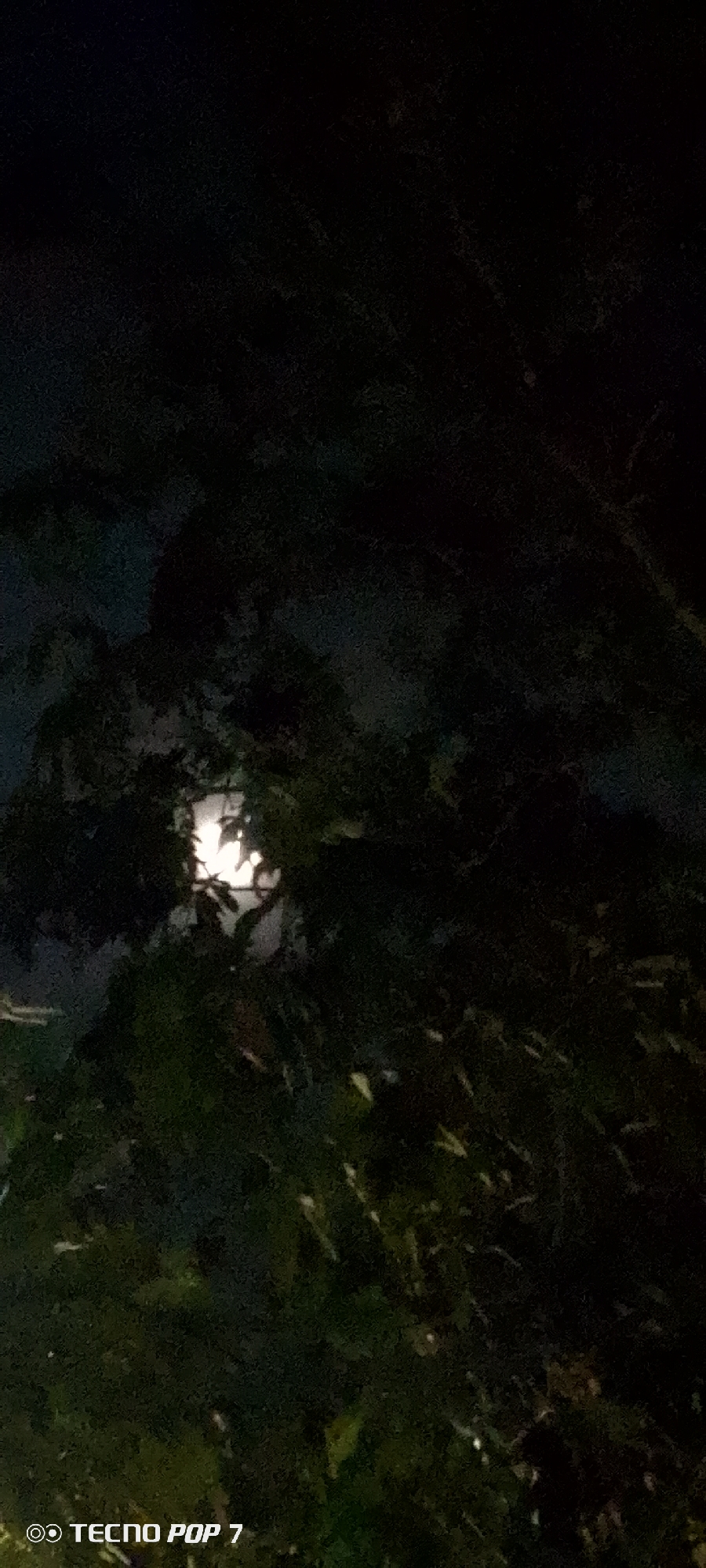 The image appears to be a night shot of a full moon partially obscured by tree branches and foliage. It is dark with the moon being the primary light source. The location is given as Altagracia, Venezuela, but there is no discernible information in the image to confirm or deny this. The lower left of the image contains the text "TECNO POP 7".