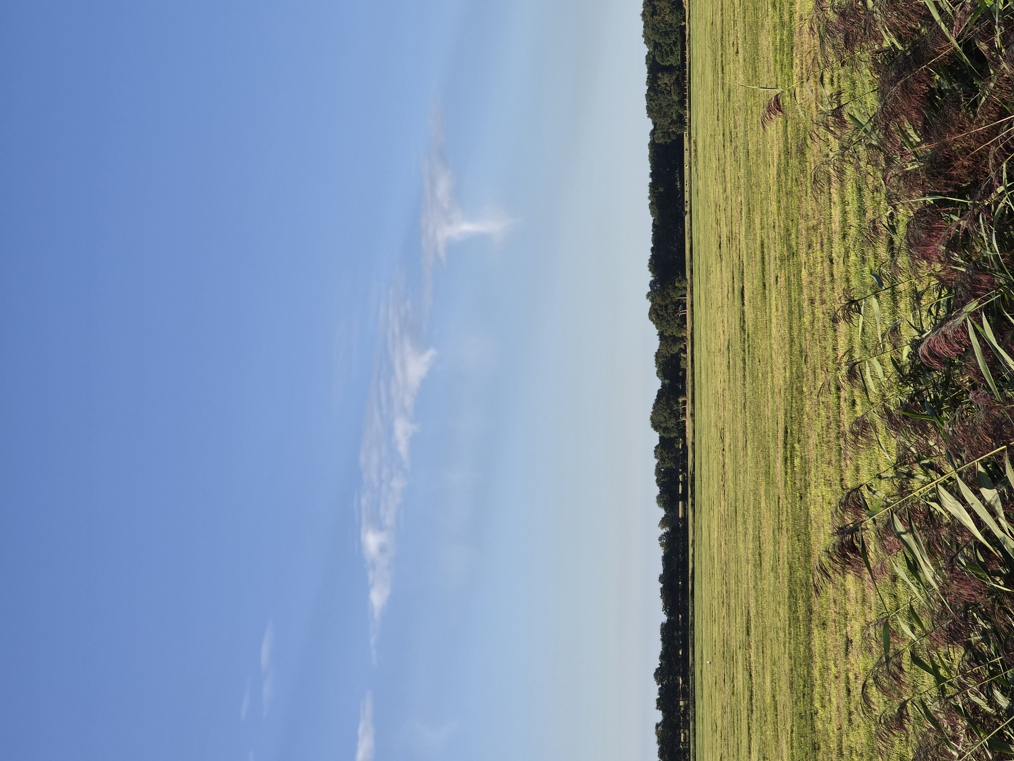 The image depicts a rural landscape with a clear blue sky. In the foreground, tall reeds with dark reddish-brown plumes sway gently, their long green leaves overlapping. Behind the reeds, a vast, flat green field stretches towards a distant line of trees. The field appears to be a meadow or pasture, with subtle horizontal lines indicating mown or tilled sections. A single white bird is visible in the middle ground of the field. The sky is a bright, cloudless blue, with a few wispy, white clouds in the upper portion. The overall impression is one of tranquility and open space, characteristic of the countryside. This scene is likely located in or around the municipality of Schiffdorf, Germany, known for its rural landscapes.