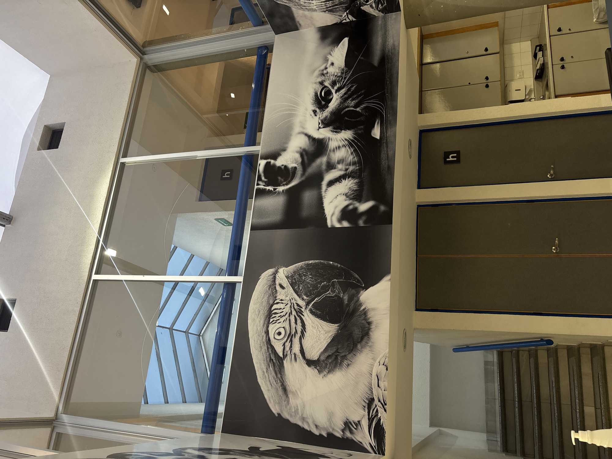 This indoor scene in Puebla, Mexico, presents a large, vertically oriented monochrome print featuring a cat above a macaw. The print is mounted on a wall near a glass-walled area with an angular architectural design. Adjacent to the print is a wall with gray lockers accented with blue trim. The architecture visible through the glass includes white support structures and angled glass panels, contributing to the modern aesthetic of the space. The scene includes a water bottle on a tiled area.