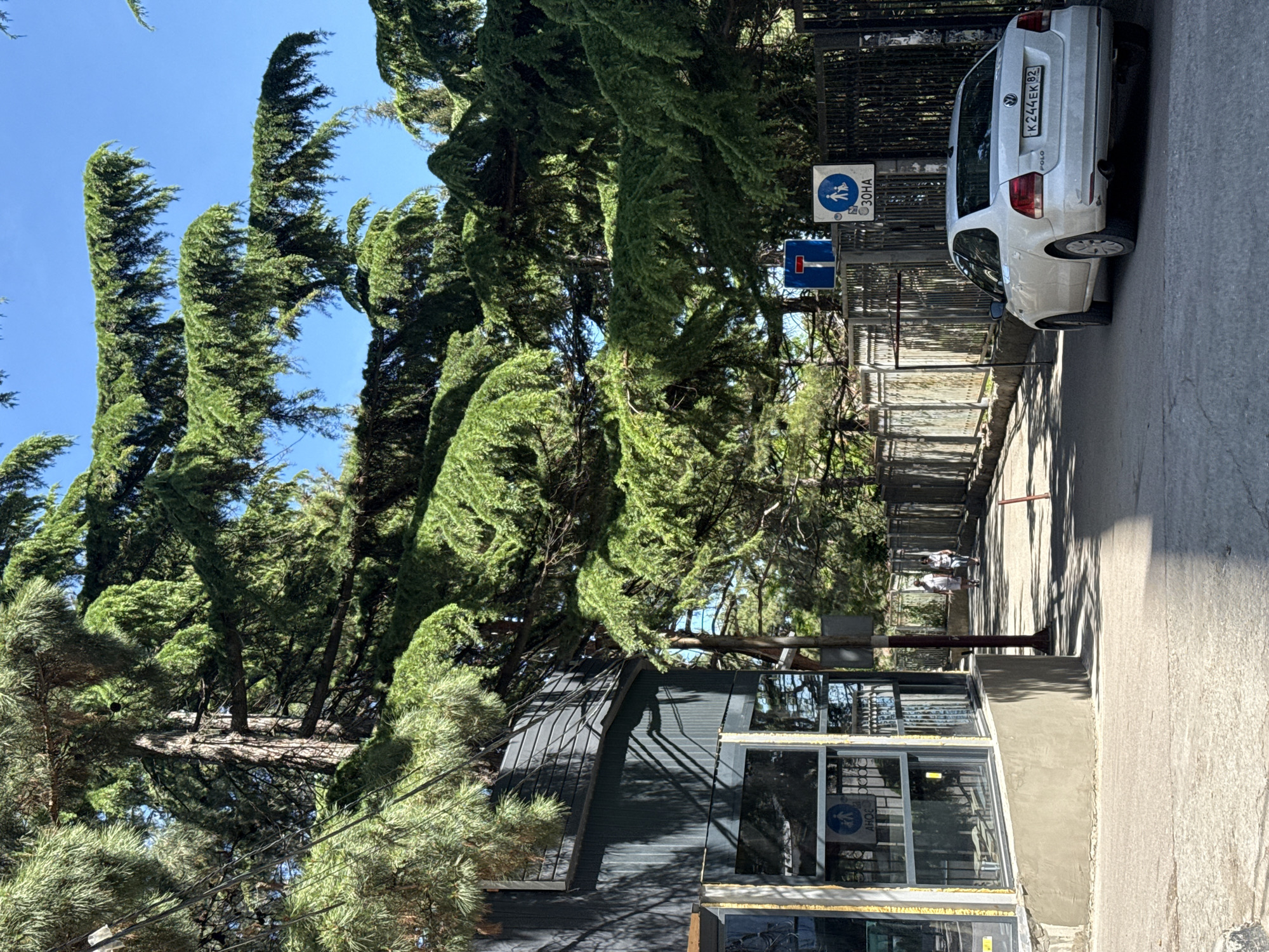 A bright, sunlit street scene is depicted, dominated by numerous tall, slender green coniferous trees, possibly cypresses, with dense foliage that appears windswept or naturally curved. The sky above is a clear, vibrant blue.
In the midground, a white Volkswagen Polo hatchback car is parked on the right side of a paved road, facing away from the viewer. Its license plate, "K 244 EK 82 RUS," is clearly visible. Alongside the car and trees, two road signs are present: a round blue sign with a white border displaying a pedestrian and bicycle symbol next to the Cyrillic text "ЗОНА" (ZONA), indicating a shared pedestrian and cycling zone. Below it is a rectangular blue sign with a white horizontal bar, signifying a "No Through Road" or "Dead End."
To the left, beneath the dense tree canopy, part of a building with large glass windows and a dark-colored roof or upper facade is visible. In the background, further down the road and behind a fence, two indistinct figures, likely pedestrians, can be seen. Strong shadows are cast across the ground and building, indicating bright daylight, likely mid-day or early afternoon. The overall impression is that of a tree-lined street in a sunny location.