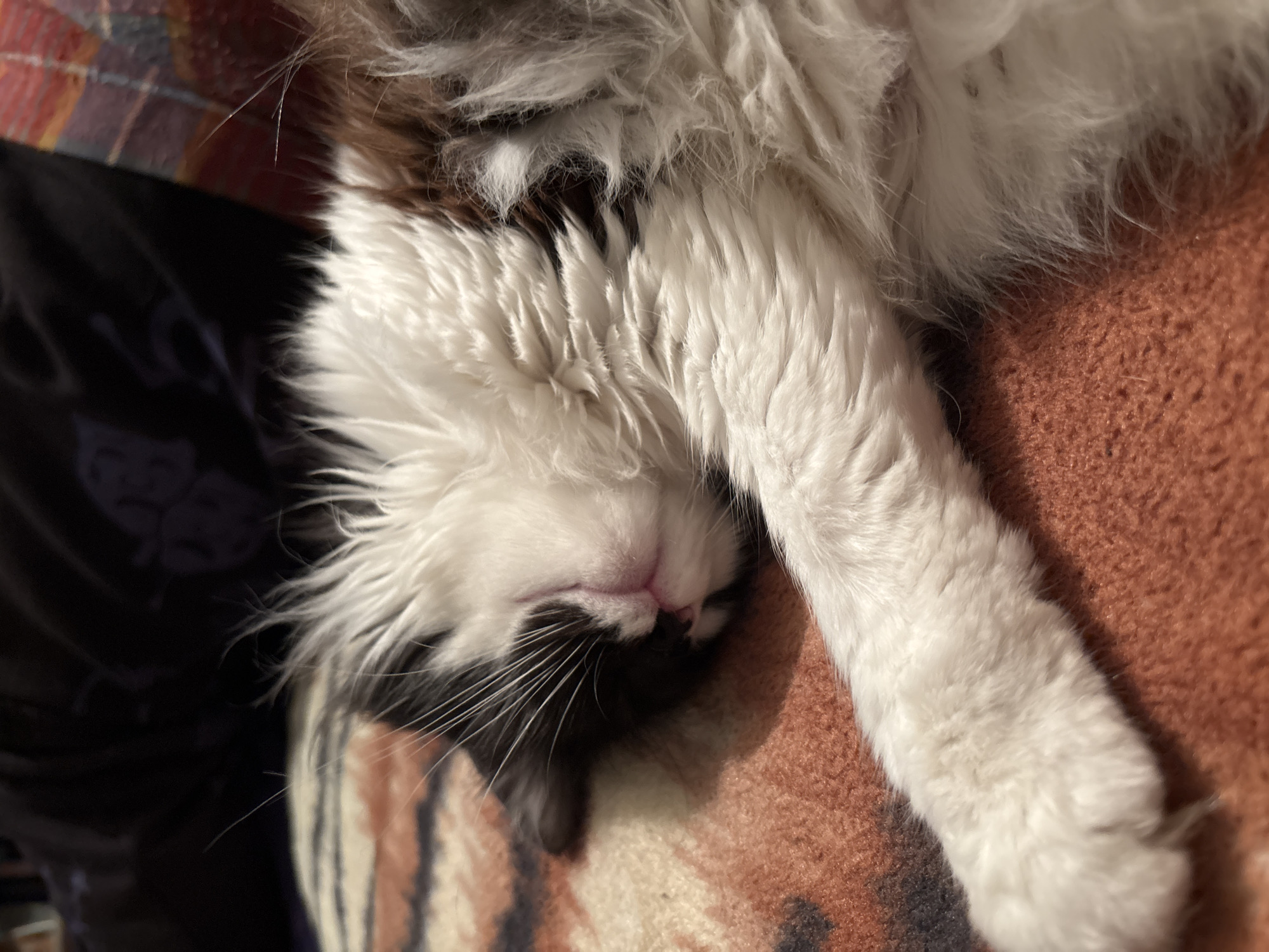 This image captures a close-up of a sleeping feline, identified as a domestic cat, situated in an indoor environment within the city of Dobrovnitsa, Bulgaria. The cat, exhibiting a long-haired bi-color coat primarily white with black markings on its face and forehead, and hints of brown/grey fur in the upper right, is resting on a textured, reddish-brown fabric surface, possibly a blanket or rug with subtle striped patterns. Its eyes are closed, indicating sleep, with its head slightly turned to the left. The muzzle area is pink, and numerous white whiskers are prominent. One front paw, covered in white fur, is extended into the foreground. The background consists of a dark, indistinct area, suggesting further soft furnishings or a shadowed space. No human subjects are visible.