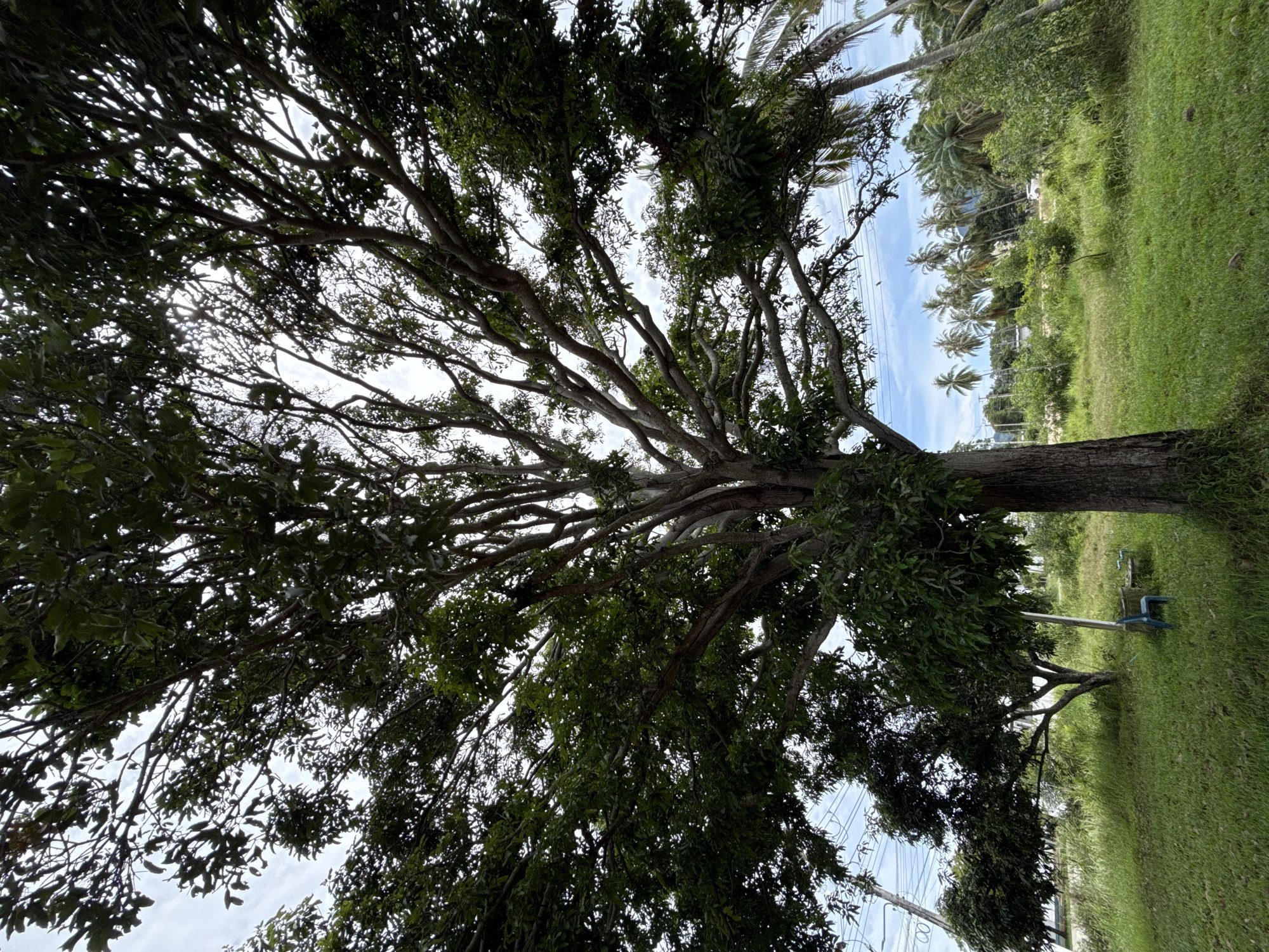 A large tree with expansive branches fills much of the frame. The view is upward, looking through the branches and leaves towards a bright sky with scattered clouds. Power lines are visible through the branches. To the right, green grass and other trees, including palm trees, are present. A blue plastic chair sits on the grass near the tree. The location is Moo 1, Thailand.