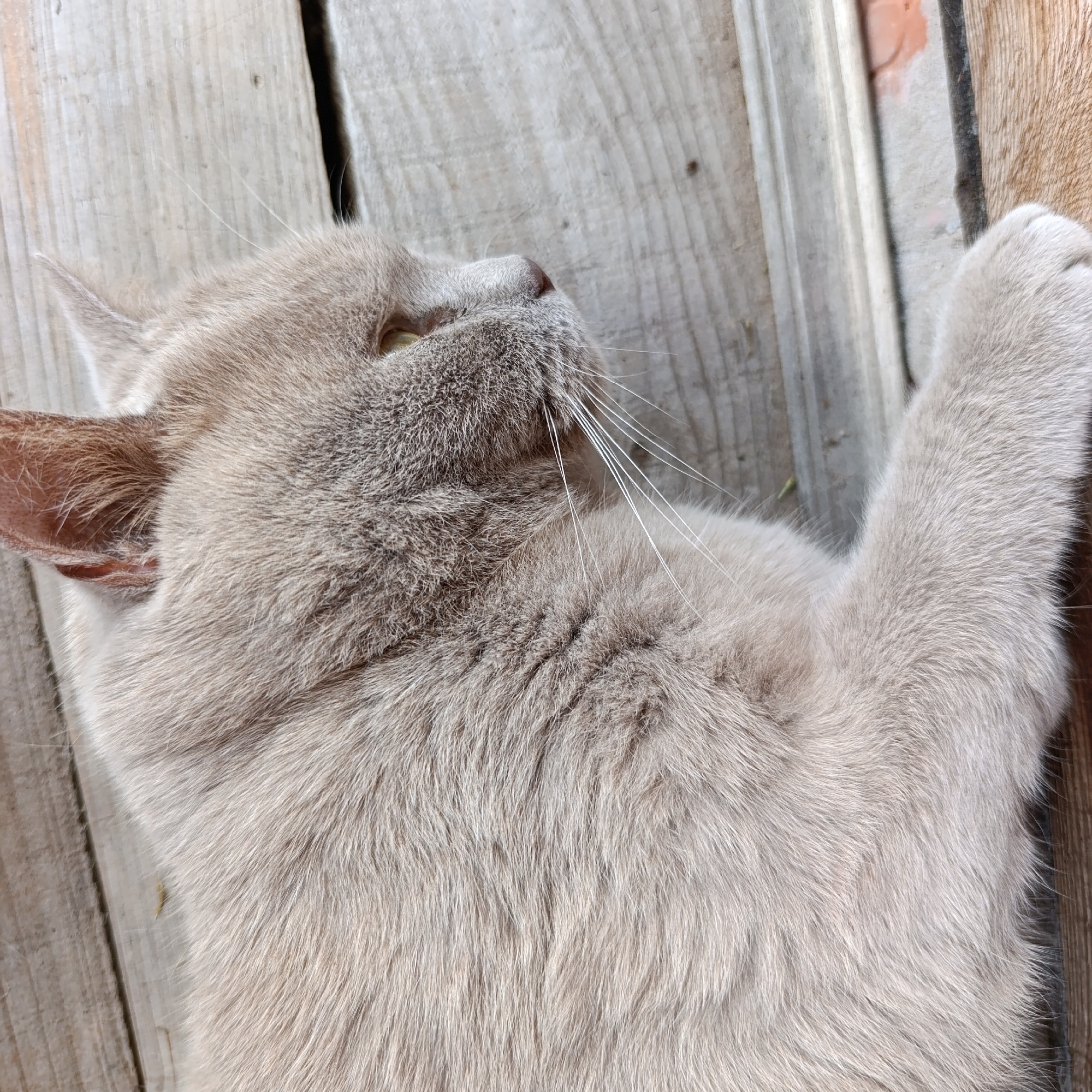 The image shows a close-up, overhead view of a light-colored cat lying on a wooden surface. The cat is facing to the left, with its head tilted upwards and its eyes partially closed. Its fur is light brown or cream-colored, and it has long white whiskers. The wooden surface appears to be made of planks, with visible grain and some small imperfections. The scene is outdoors, as suggested by the natural lighting and the weathered appearance of the wood. There is a hint of a reddish-orange brick structure to the far right of the image. The location is not specified within the image itself, and no information is provided about it being in Dubovaya, Russia. The cat is resting and appears relaxed.