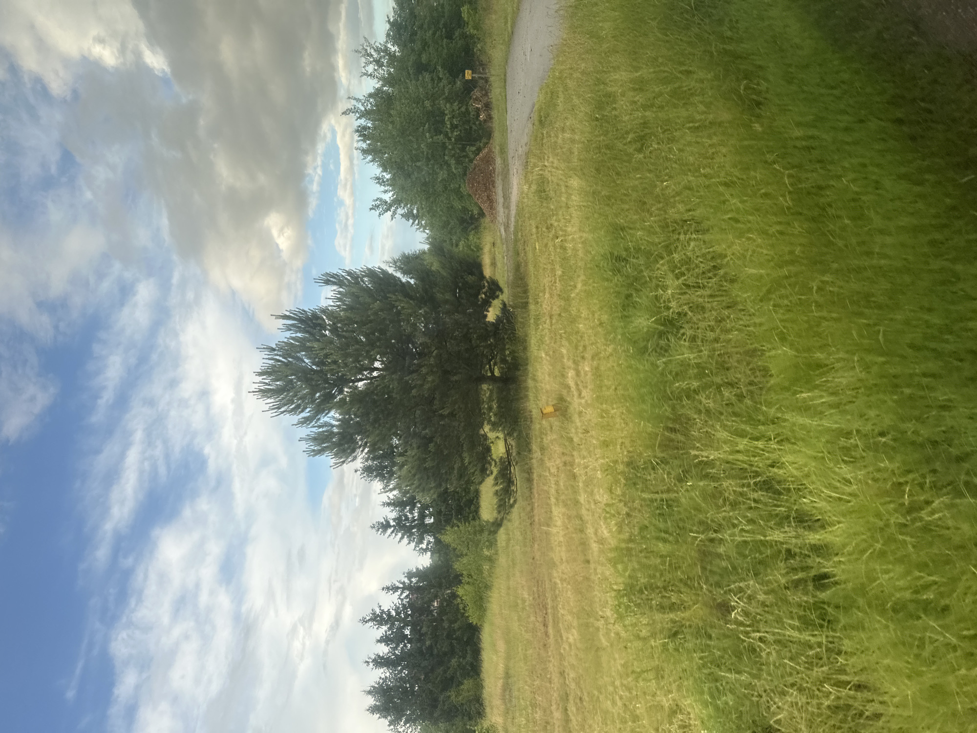 A serene landscape photograph captures a rural scene in Połupin, Poland, under a sky filled with scattered white and gray clouds. The foreground is dominated by tall, green grass that sways gently, creating a soft texture. A winding gravel path enters the frame from the right, leading towards a large pile of wood chips situated in the middle ground. Beyond the path and wood chips, a dense line of dark green coniferous trees forms the background, with a few scattered deciduous trees interspersed. In the middle of the field, a solitary, mature pine tree stands prominently, its branches reaching outwards. A small, bright yellow marker is visible near the base of this central pine tree. The overall impression is one of a peaceful, natural environment.