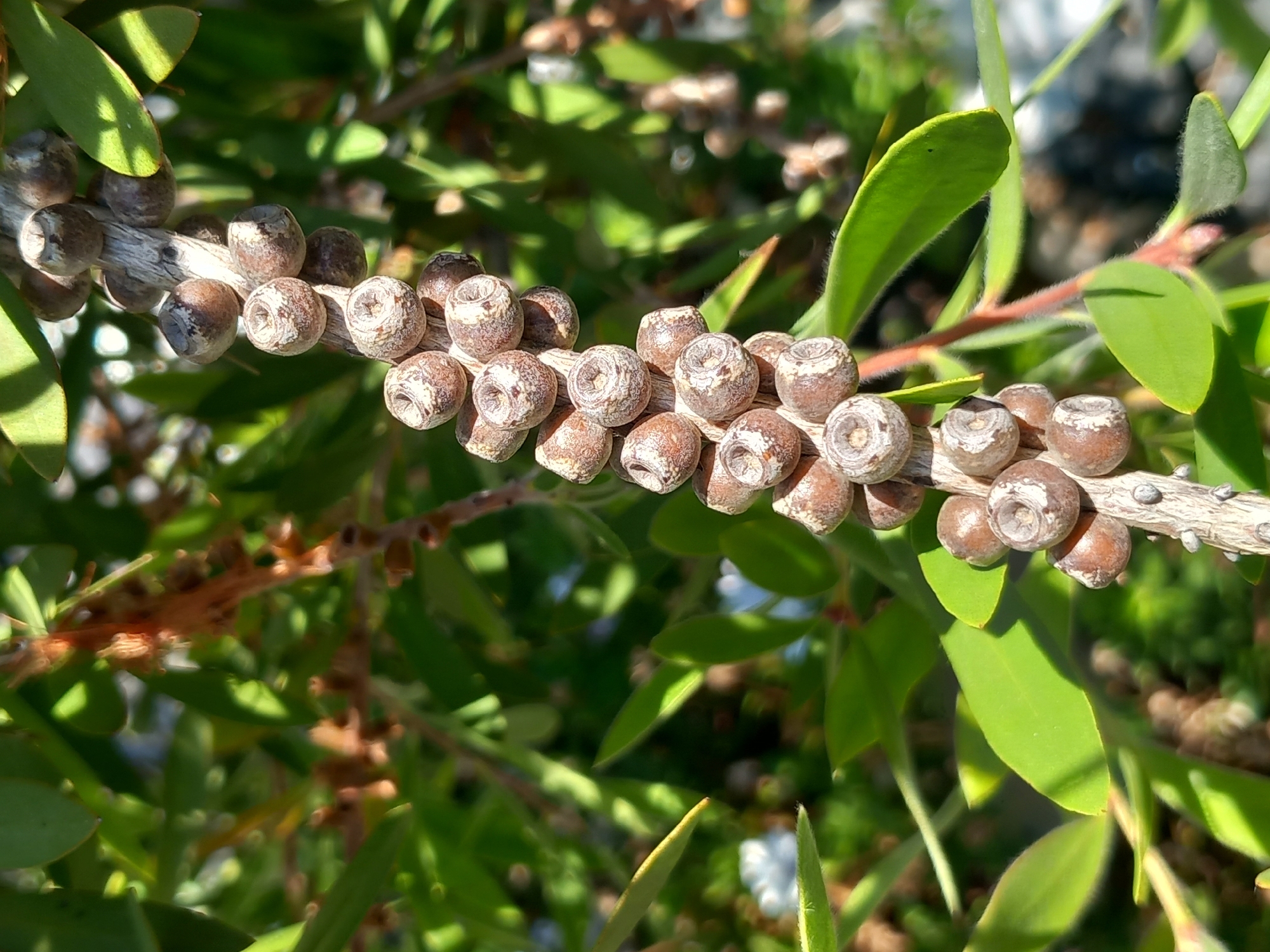 A close-up, eye-level shot shows a cluster of small, woody seed pods hanging from a brown stem. The seed pods are round and textured, with a light brown color and darker markings. They are arranged in a vertical line along the stem, with some appearing slightly open. Green leaves with sharp points surround the stem and pods, some of which are in sharp focus while others are blurred in the background. The lighting suggests a sunny day, casting shadows and highlighting the textures of the plant. The background is a blur of green foliage and hints of a lighter color, possibly flowers or sky. The image is cropped tightly on the seed pods and surrounding leaves, emphasizing the intricate details of the plant. There are no people or man-made objects visible in the frame.