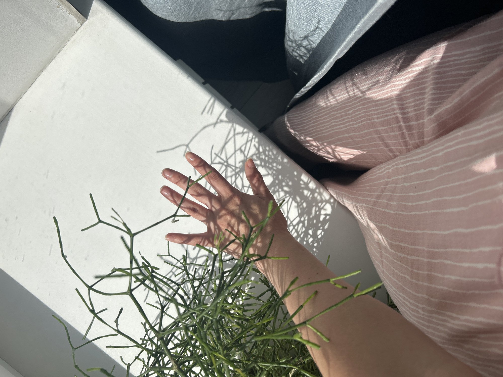 The image shows a person's arm and hand partially obscuring a green plant with thin, branching stems, likely a pencil cactus or a similar succulent. The hand is positioned on a white, flat surface, which appears to be a windowsill or a similar ledge. The background includes a grey fabric draped nearby and pink striped fabric. The location cannot be determined from the image.