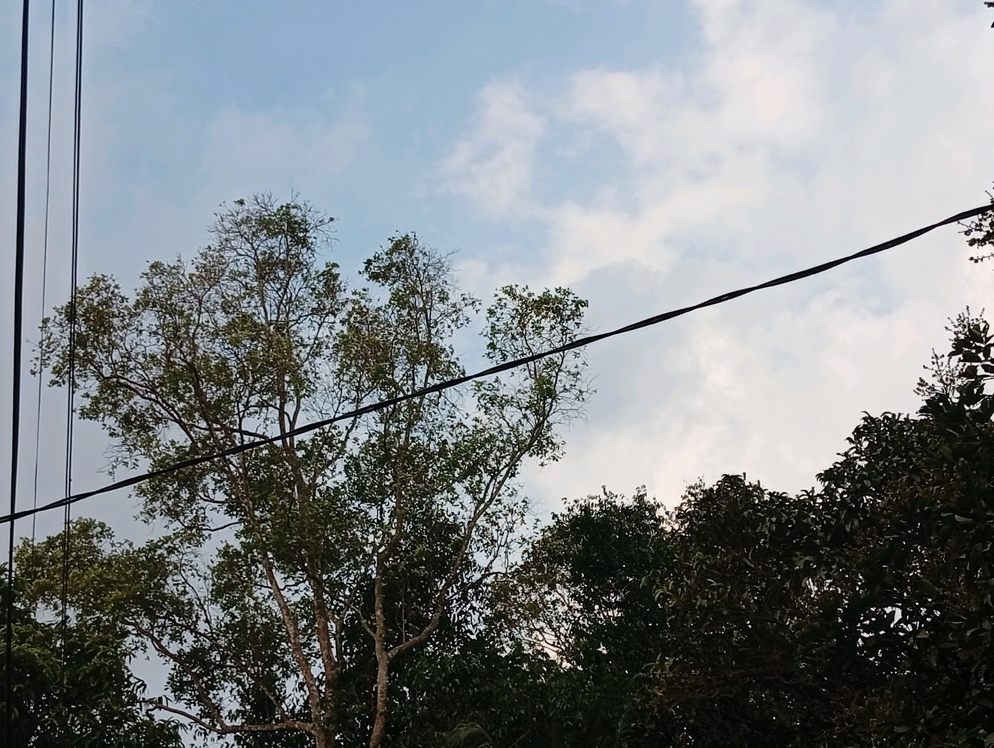 The image captures a view of trees and the sky, with power lines traversing the frame. In the foreground, lush green foliage from trees dominates the lower portion of the image, with the branches and leaves creating a dense canopy. Some trees appear to have lighter green leaves and exposed branches, suggesting a mix of species or perhaps different stages of growth. Two sets of dark power lines are visible, one running vertically along the left edge of the image, and another extending diagonally across the upper half. The sky above is a pale blue, with scattered, wispy white clouds. The lighting suggests it is daytime, possibly late afternoon or early morning, given the soft light and the slight overcast. There are no people or specific objects other than the natural elements and the utility lines. The overall scene evokes a sense of a natural landscape partially overlaid with human infrastructure, common in many residential or semi-rural areas. The location context of Miritpetikusan, Indonesia, implies a tropical or subtropical setting, consistent with the verdant appearance of the trees. No text is visible in the image.