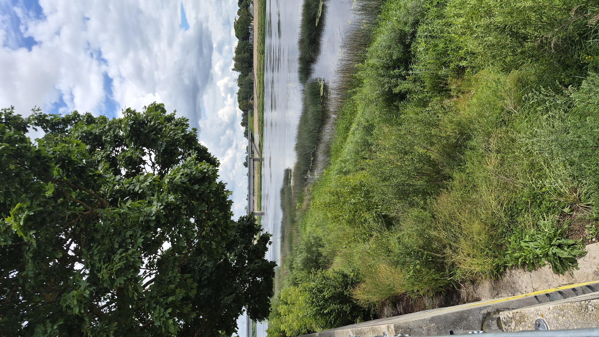 This is a landscape photograph taken in Jēkabpils, Latvia. The image captures a view of the Daugava River on a cloudy day. In the foreground, a large tree with green leaves hangs over the left side of the frame, casting shadows. The riverbank is densely populated with various green plants and tall reeds. Across the river, a long, multi-span bridge is visible in the distance, with traffic on it. The far bank of the river is lined with trees and some buildings. The sky is filled with dramatic, dark grey and white clouds, suggesting an overcast or approaching storm.