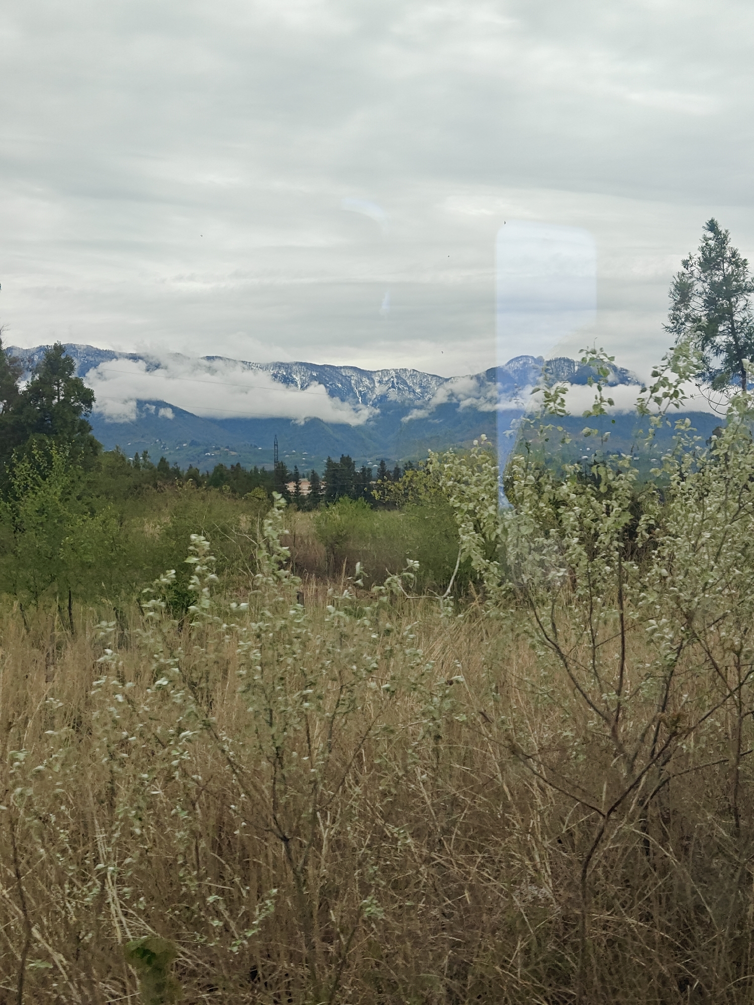 The image captures a serene, overcast landscape dominated by snow-capped mountains in the background. The sky is largely covered by thick, grey clouds, with some low-hanging clouds partially obscuring the peaks of the distant mountains. These mountains show patches of snow, suggesting a high elevation or cooler season, while light green foliage on trees and bushes hints at spring or early summer.
In the midground, a stretch of diverse trees creates a green band. Among them, evergreen trees with dark foliage stand out, interspersed with lighter green deciduous trees. Small residential buildings are visible scattered across the lower slopes of the mountains, indicating human settlement in the valley. A tall, dark, possibly metallic structure, resembling a power line tower, is also discernible in the mid-distance.
The foreground is filled with dense, tall vegetation, primarily dry, light brown grasses or reeds. Interspersed within this dry undergrowth are bushes with delicate, light green leaves, some appearing almost silvery, adding a touch of freshness to the muted tones of the dry grasses.
The photograph appears to have been taken through a window, as evidenced by a distinct bright, rectangular reflection or glare in the upper right portion of the image. Faint, dark specks, possibly reflections of birds or debris on the window, are also visible against the cloudy sky. The overall impression is one of a calm, natural vista under cloudy daylight conditions, with no specific activity taking place and no visible text.