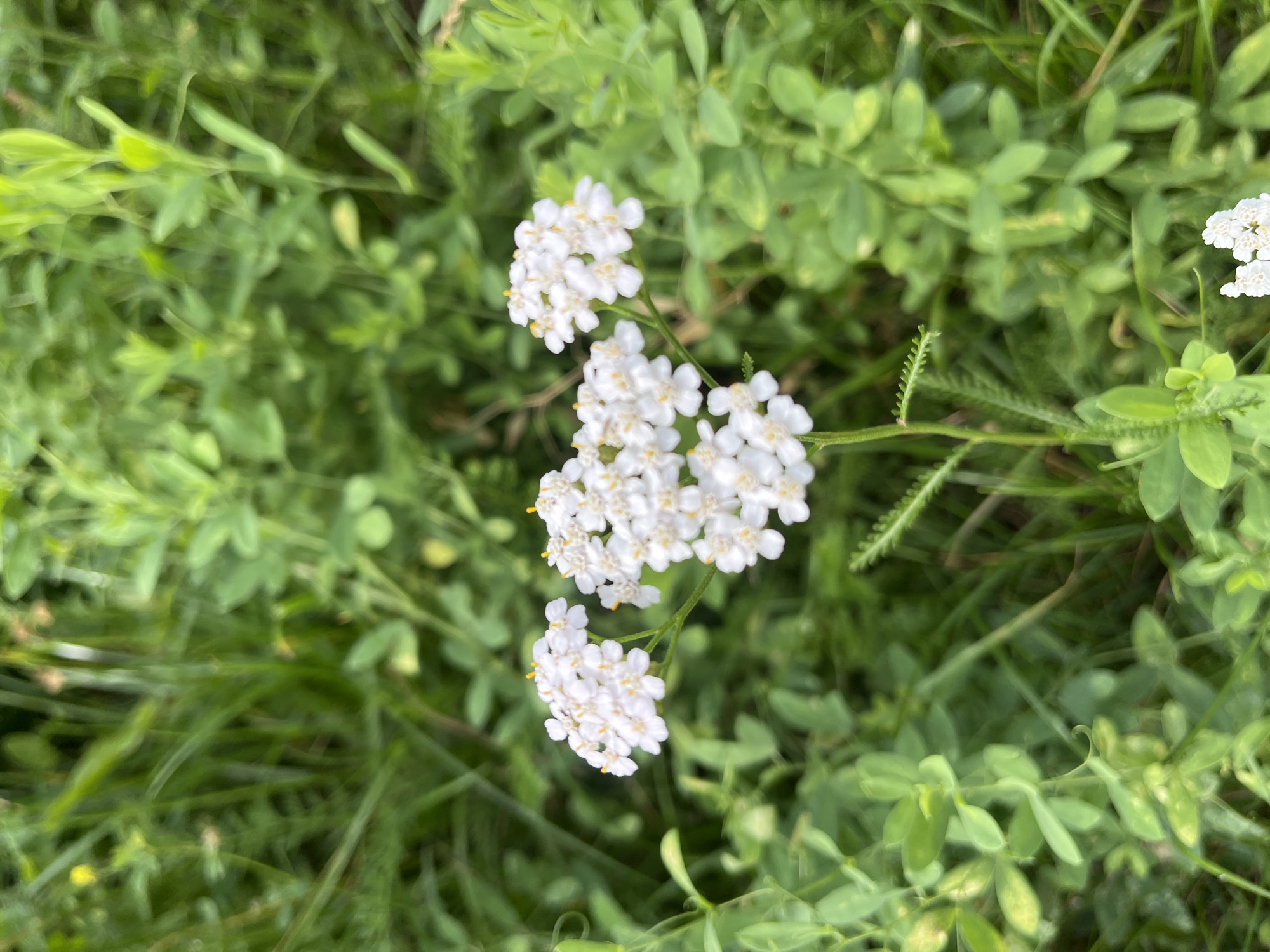 A close-up, vertical, eye-level shot focuses on a cluster of small white flowers with yellow stamens. The flowers are arranged in a corymb at the top of a green stem, with more flowers visible lower down and to the right. The background consists of blurred green foliage, suggesting a natural outdoor setting. The lighting appears to be natural daylight. The image does not contain any discernible urban features or specific landmarks that would allow for precise location within the city of Hrodna, Belarus. It is a macro photograph of a wild plant.