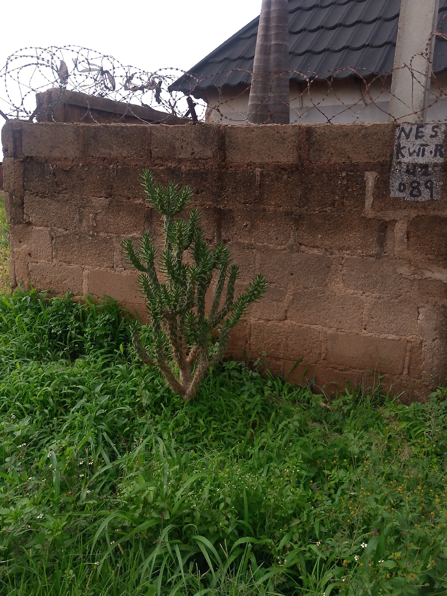 The image depicts a thorny cactus plant growing in lush green grass next to a brick wall topped with barbed wire. In the background, a dark, tiled roof of a building is visible, and a section of the wall has graffiti that reads "NES KWTR" and "089". The scene appears to be outdoors, possibly in a yard or courtyard, with a clear sky suggesting daylight. The vegetation is vibrant, indicating a possibly humid climate. The barbed wire suggests a security measure for the property. No people are present in the frame. The overall atmosphere is one of a quiet, possibly secluded, outdoor space.