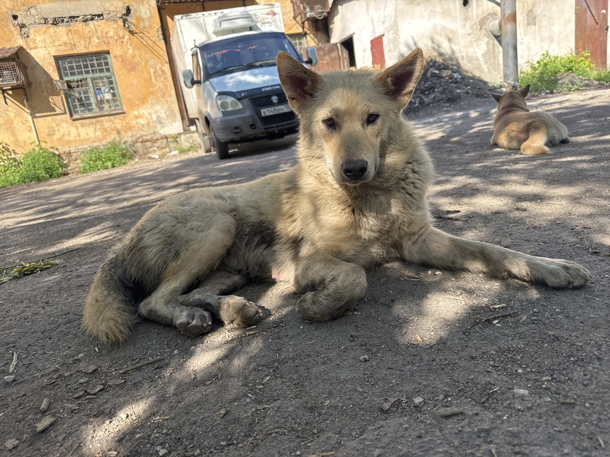 A medium shot captures a light brown dog lying on a dirt ground in front of a building. The dog faces forward, its ears perked and its tail curled to its left. Its fur appears matted and dirty. In the background, a white truck with a license plate is visible, as well as a section of a weathered yellow building with a window. To the right of the truck, a second dog is lying on the ground, facing away from the camera. The ground is a mixture of dirt and small pebbles, with scattered debris. Sunlight casts shadows across the scene.