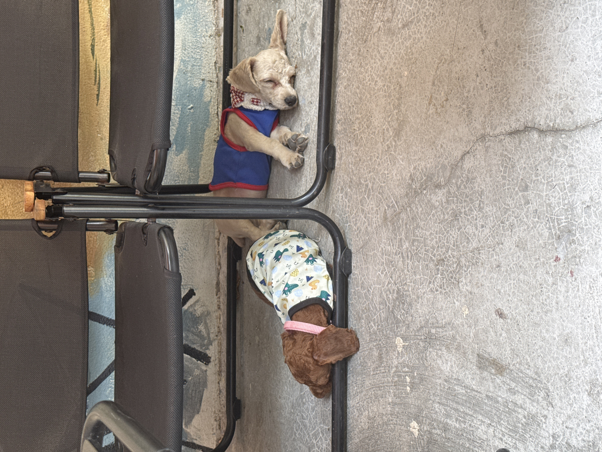 Two dogs are lying on adjacent folding chairs. The first dog, tan with curly fur, wears a blue vest and red-and-white collar. The second dog, brown with curly fur, wears a white jacket with dinosaur pattern and a pink collar. Both dogs are still, likely asleep. The folding chairs are black. The background shows a wall with distressed paint and a concrete floor. The scene is outdoors. The exact location in Đà Nẵng, Vietnam is not possible to determine without additional information.