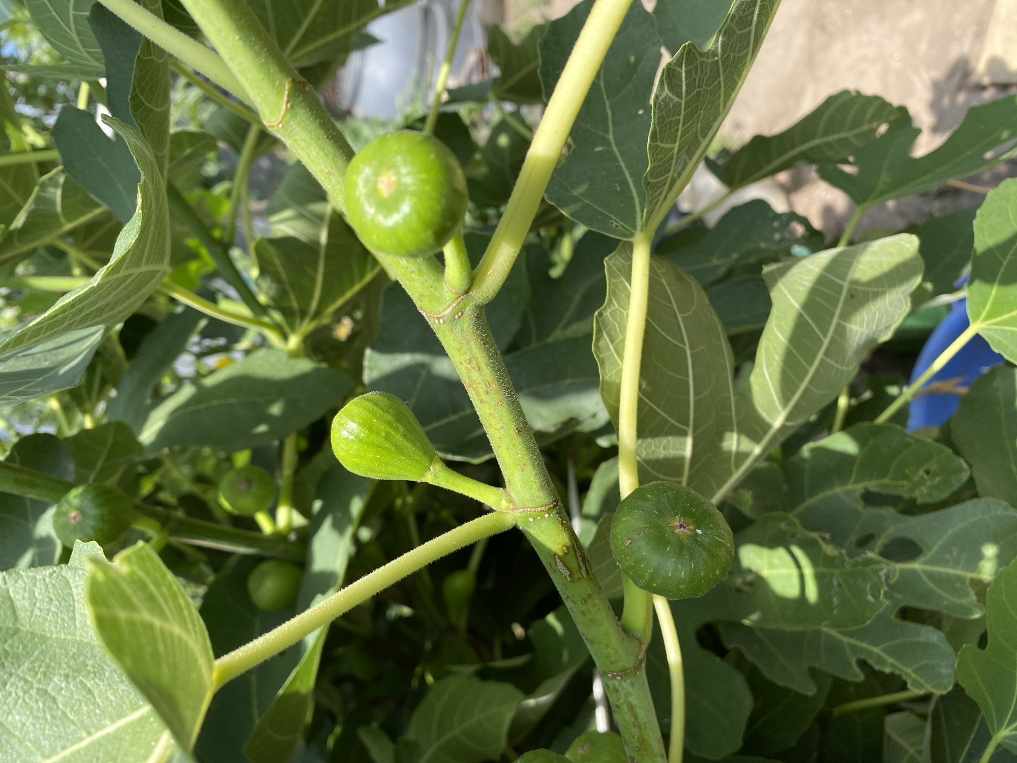 The image shows a close-up view of a fig tree branch with several small, green, unripe figs. The branch is thick and green, with a slightly fuzzy texture. The leaves are large, lobed, and a vibrant green color, with visible veins. The sunlight casts shadows on the leaves and figs, indicating an outdoor setting. The background is out of focus, but appears to be other foliage and possibly a light-colored surface, such as a wall or pavement. The image does not provide any specific information that would allow for identification of the location within the city of Maykop, Russia.
