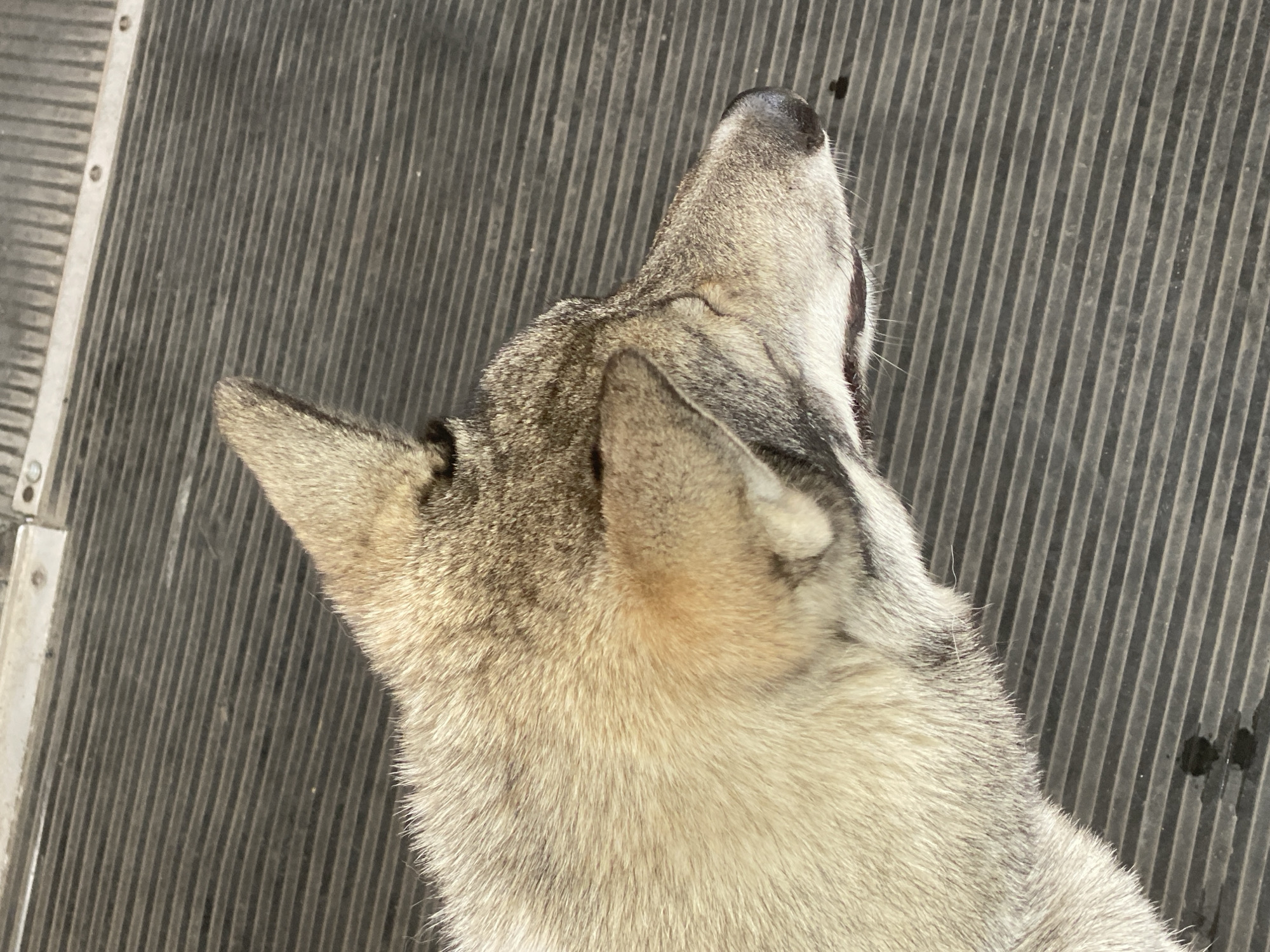 A tan and grey dog is lying down on a ribbed grey surface. The dog is facing to the right, with its head resting on its paws. Its eyes are closed. The background is a ribbed grey surface. There are some dark spots on the surface. The image appears to have been taken outdoors, possibly in a park or a yard. The location is not specified.