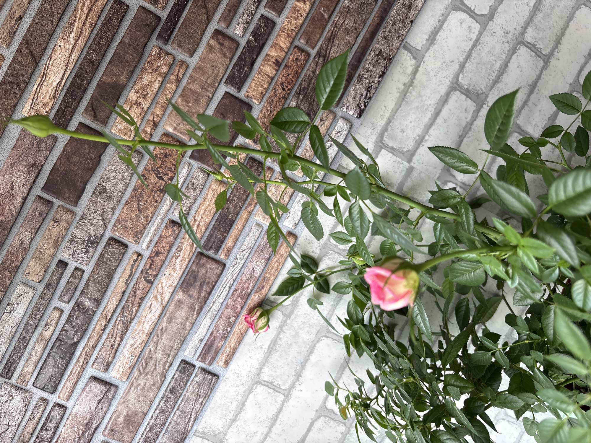 The image depicts a close-up view of a rose plant with several pink and white buds and green leaves, set against a backdrop of textured brick wallpaper. The wallpaper features a pattern of brown and beige rectangular bricks, with some sections appearing lighter grey and resembling white brickwork. The lighting suggests an indoor setting, possibly a balcony or a well-lit room. No people or actions are visible, and the scene is static. The location in Sinyavino, Russia, is not visually inferable from the image itself.