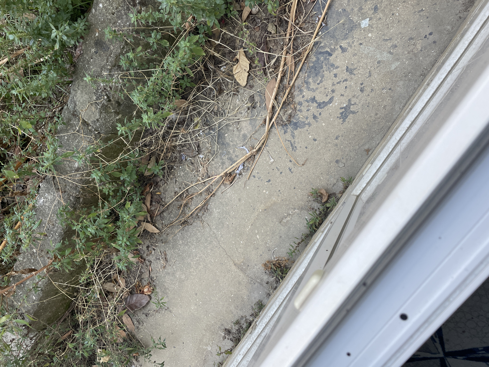 The image shows a close-up, angled view of a patch of overgrown vegetation bordering a concrete surface. A white frame, likely from a window or door, occupies the lower left portion of the image. The vegetation consists of green leafy plants and dry, straw-like stems, interspersed with fallen leaves and debris. The concrete is somewhat worn, with some darker, stained areas and cracks visible. There are no people or discernible actions taking place. The scene appears to be an outdoor area, possibly a neglected garden or the edge of a pathway. The provided crops offer closer views of the plants, concrete texture, and debris. The location is specified as Kadıköy, Turkey.