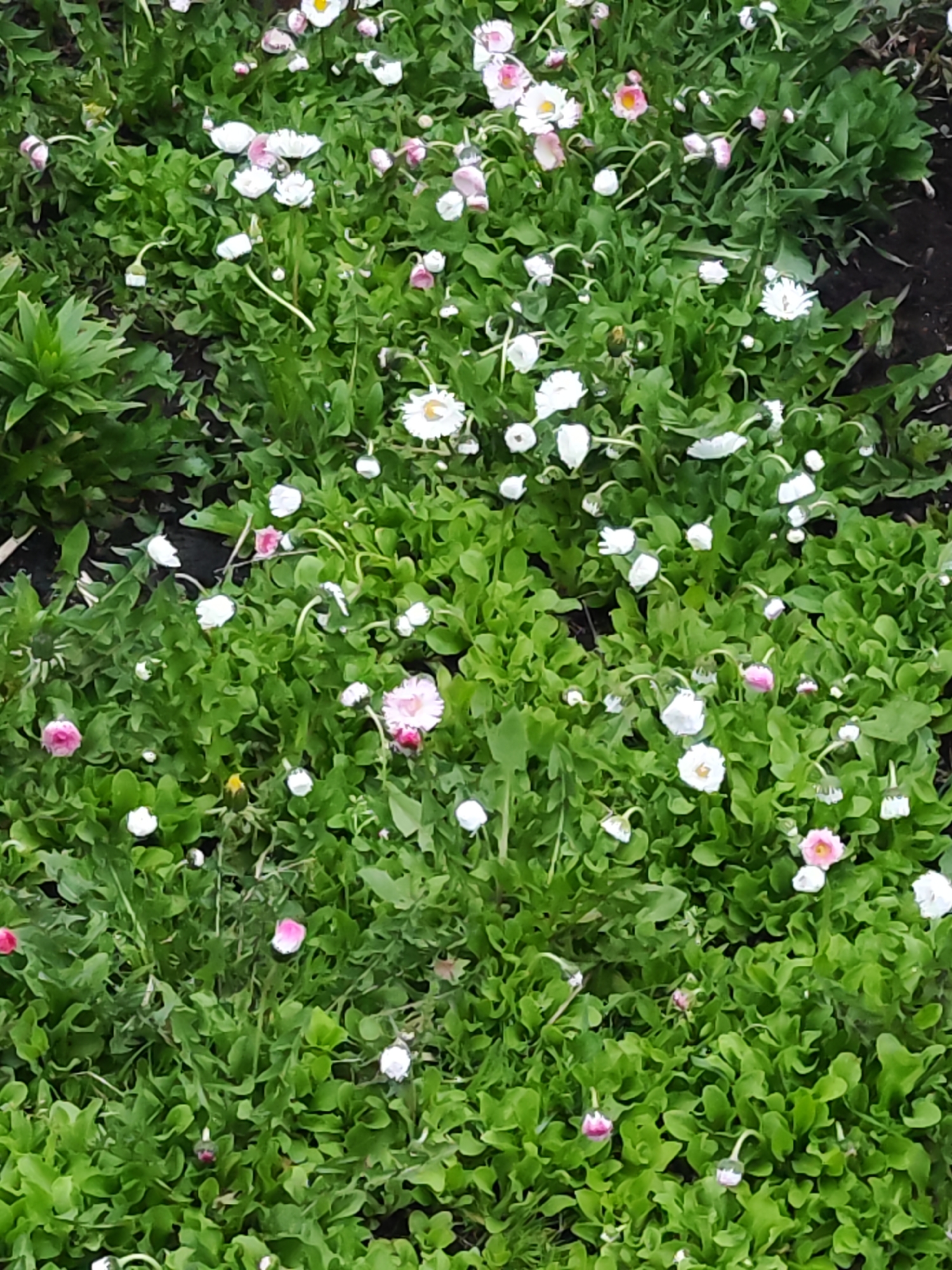The image shows a dense patch of ground cover plants, predominantly green with numerous small white and pink daisy-like flowers scattered throughout. The location is unspecified; however, the user prompt suggests that it is in the city of Chaikovsky, Russia. The ground is also visible in places, appearing dark and moist. There is no evidence of any people, subjects, or actions within the environment of the image.