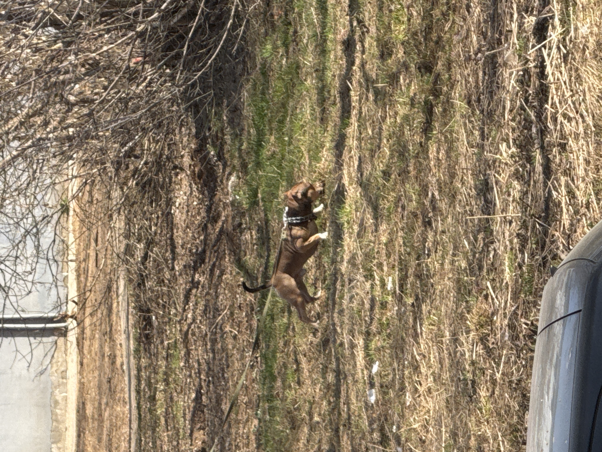 A brown dog stands on its hind legs in a grassy area next to a building in Chaikovsky, Russia. The dog wears a collar. Dry brush and dead tree branches surround the grassy area. A portion of a vehicle is visible on the right side of the image. The image appears to be taken from an elevated perspective.