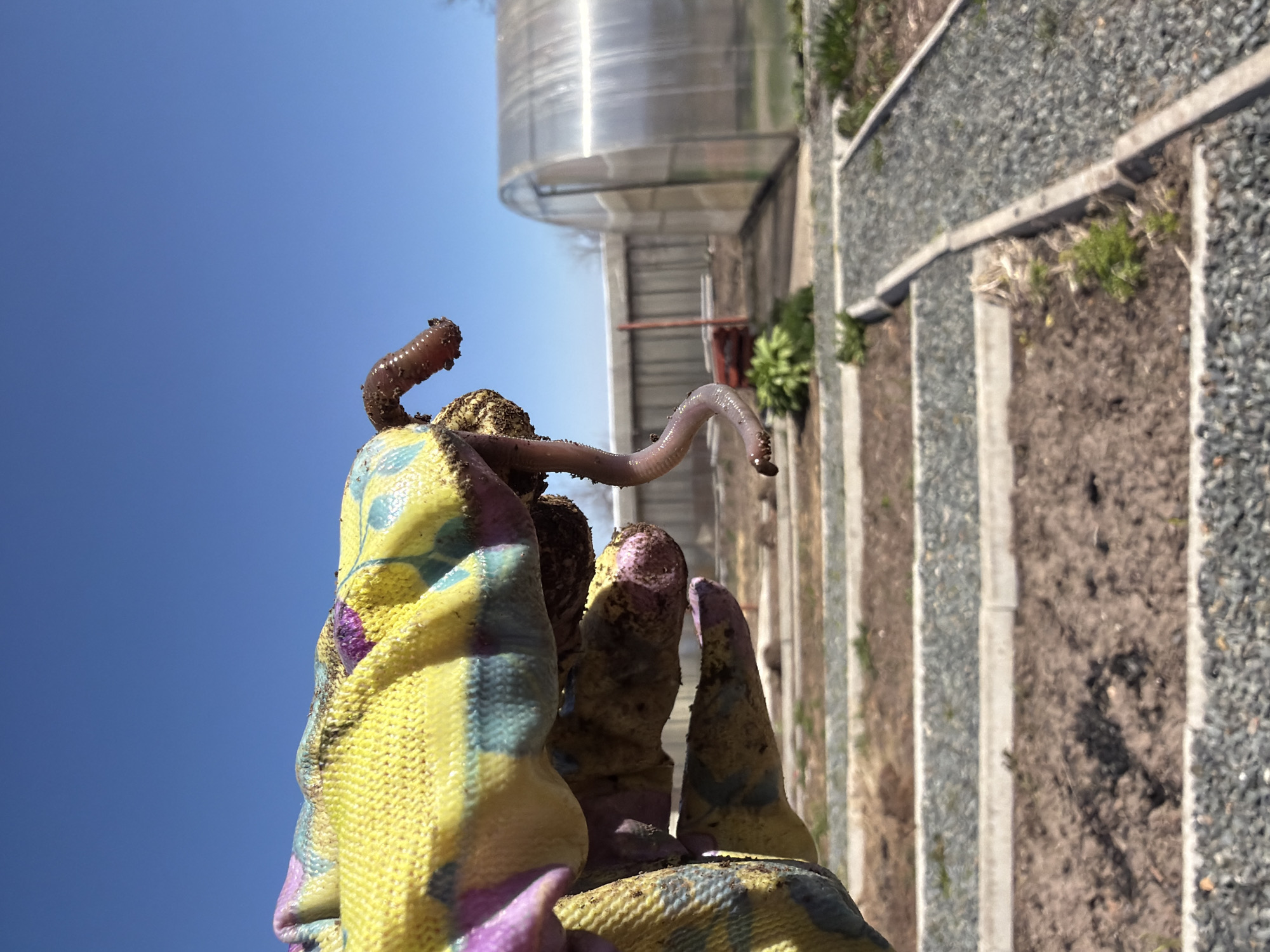 A gloved hand holds a worm against a backdrop of a blue sky, a silver-colored structure, and a garden. The glove is yellow, purple, and green. The worm is brown and segmented. The structure appears to be metallic and curved. The garden contains rows of soil, stones, and concrete edges. The photo was taken outdoors in daylight. The exact location in Chaikovsky, Russia cannot be determined from the image.