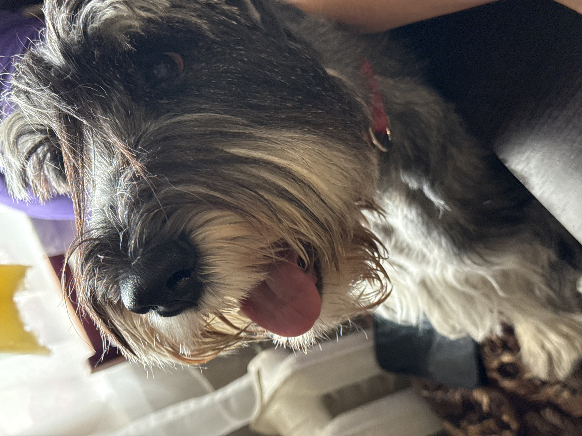 A close-up, slightly rotated image shows a schnauzer-type dog with its tongue hanging out. The dog has salt-and-pepper fur and is wearing a red collar. Parts of the dog's body and paws are visible, showing its white fur. The background consists of a mixture of colors and textures, including what appears to be a person's clothing and other household objects. The scene's location in Chaikovsky, Russia, is not discernible from the image.