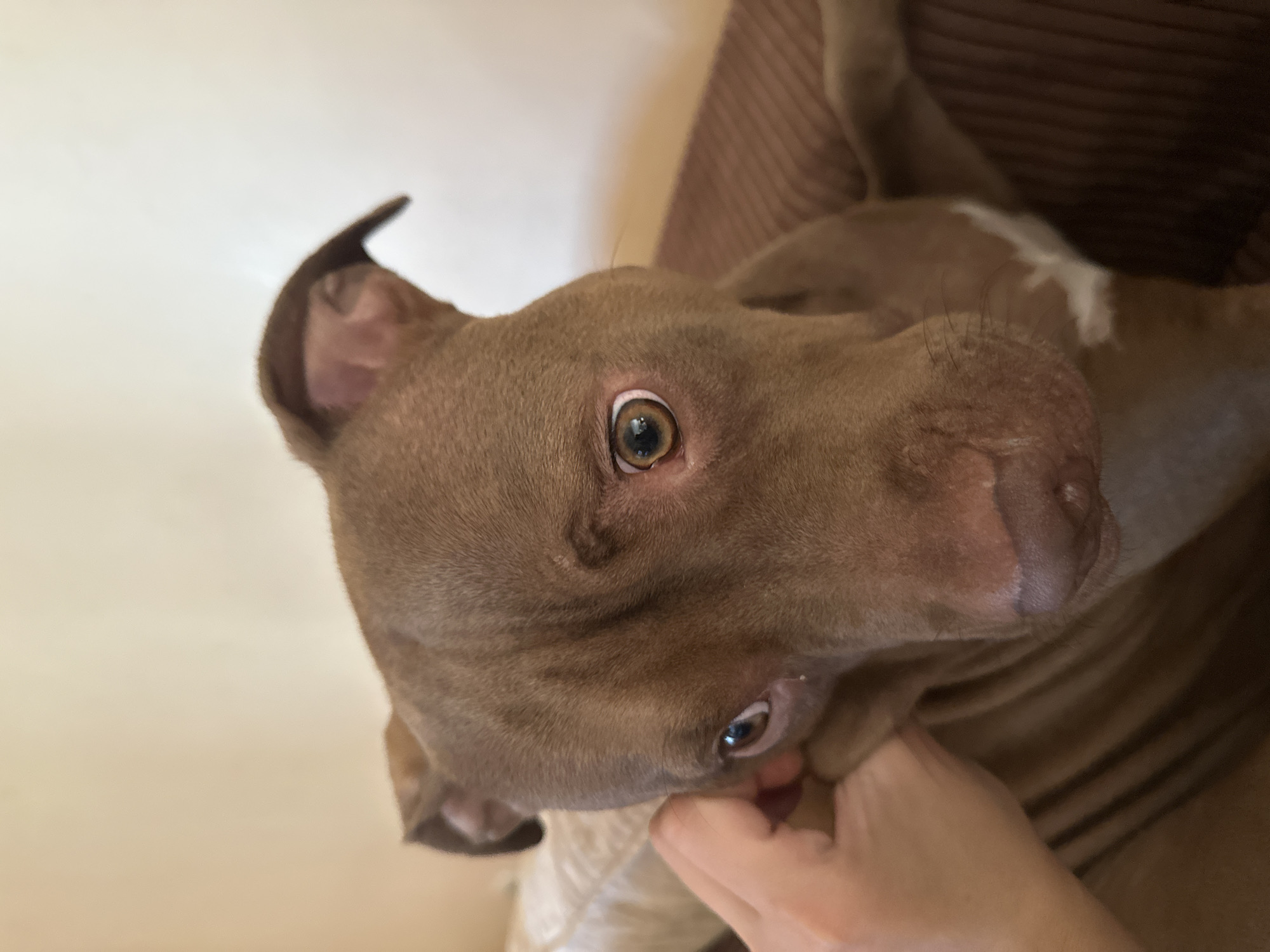 A close-up, low-angle shot focuses on the face of a brown pit bull dog, its head tilted and eyes wide. A human hand is visible on the left side of the frame, gently touching the dog's cheek. The dog appears to be indoors, with a beige wall and a brown textured surface in the background. There is no discernible indication of the city of Malevo, Bulgaria, or any specific geographical details.