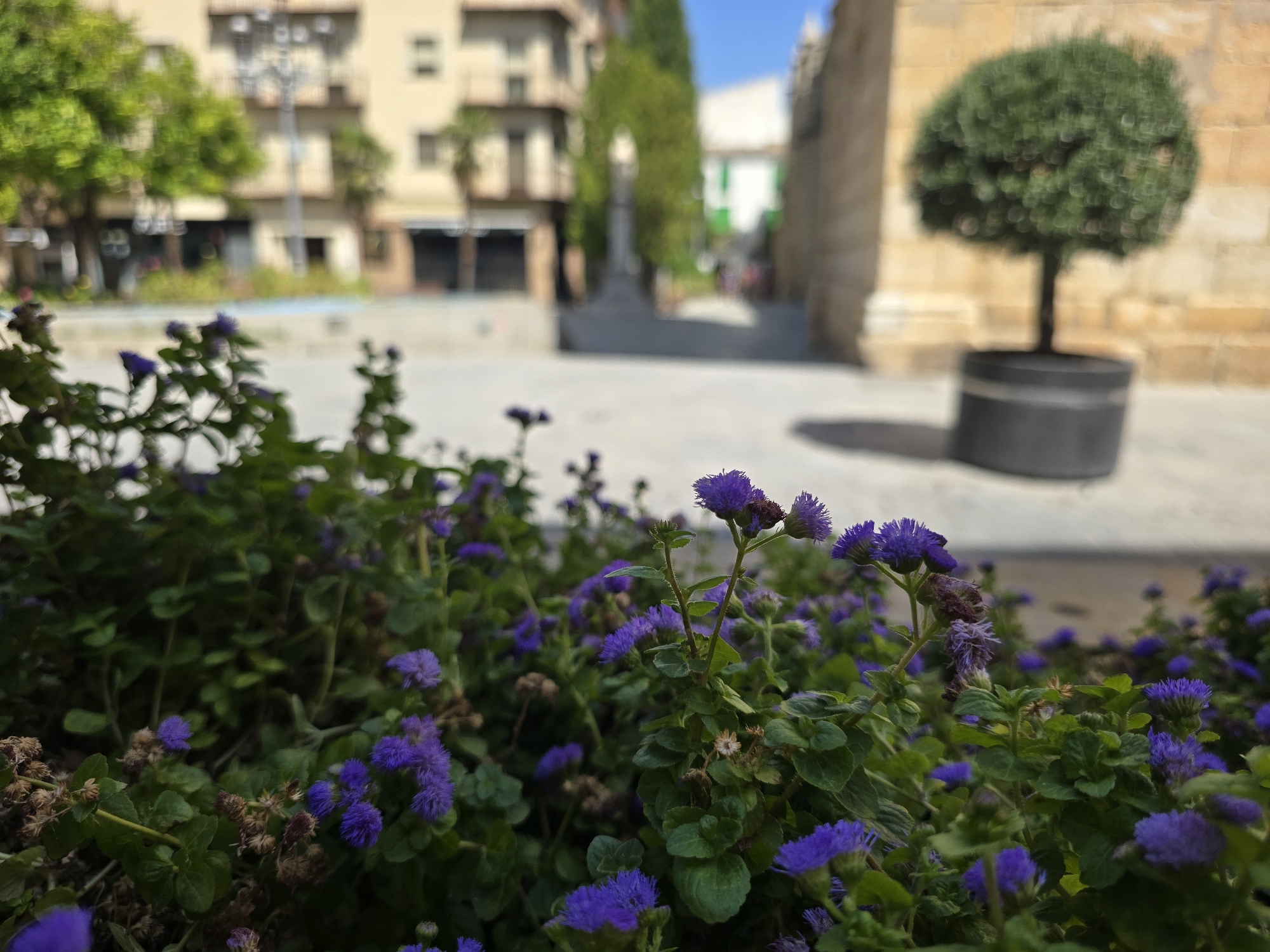 The image depicts a close-up view of purple flowers in a garden bed. In the background, out of focus, is a city street with buildings and a neatly trimmed tree in a planter. The environment appears to be an urban setting, possibly in the city of Jaén, Spain, given the architecture visible and the typical Mediterranean flora. The lighting suggests it is daytime, likely with clear skies as indicated by the bright light casting a shadow from the tree. There are no people or discernible actions taking place in the scene. The focus is entirely on the natural elements in the foreground and the blurred urban landscape behind.