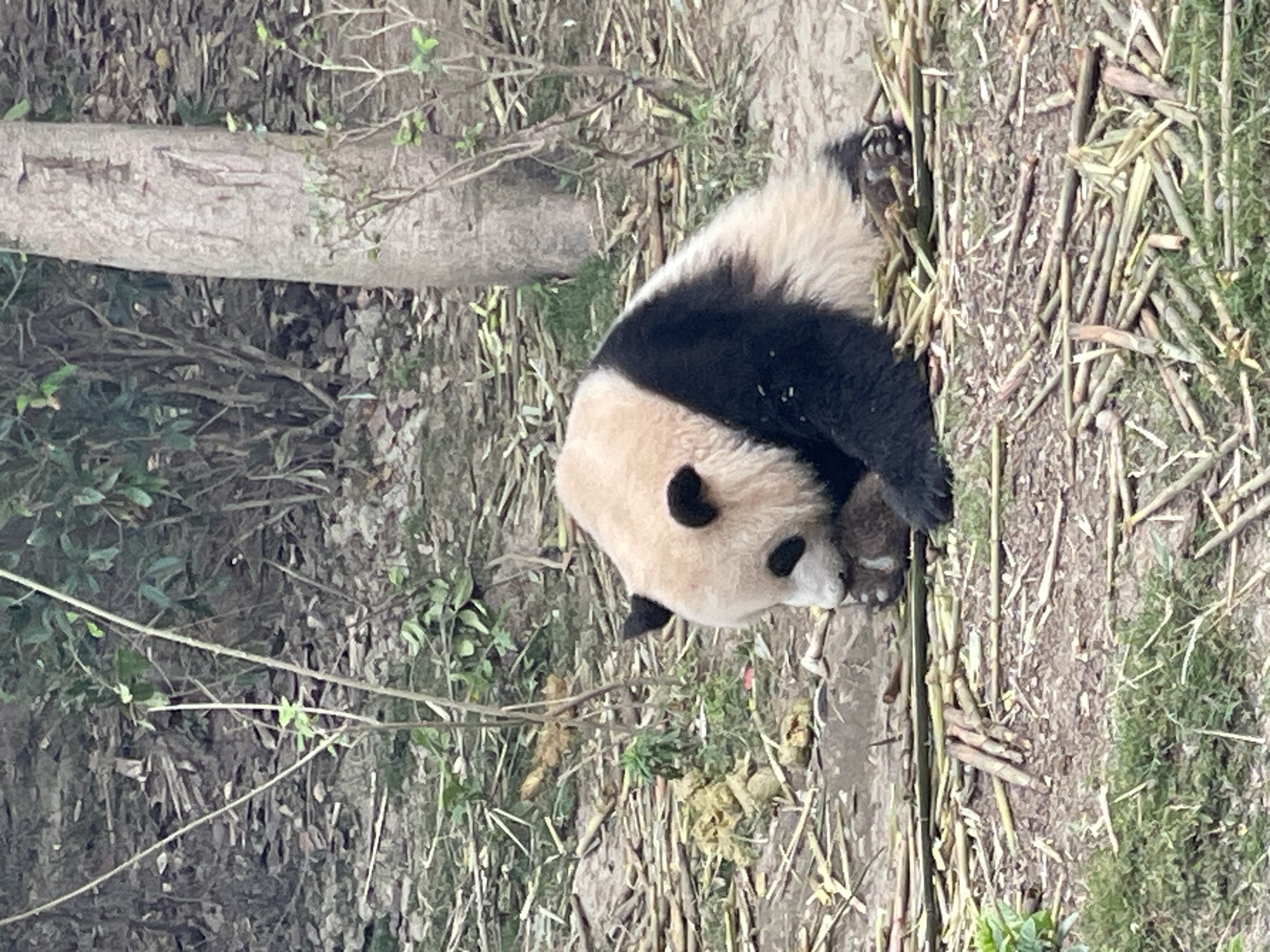 A panda is in Chenghua District, China, lying on a bed of bamboo and other plant debris near a log and some foliage. The panda is facing downward in the frame, its head and forepaws are visible. The animal has the characteristic black and white markings of its species.