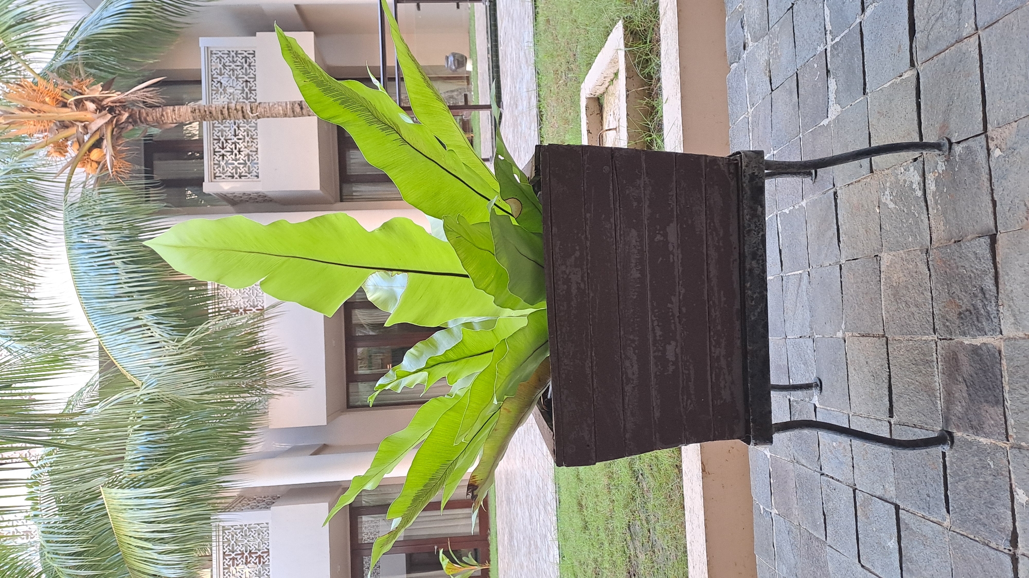 In Daroykameu, Indonesia, a large bird's nest fern with vibrant green, elongated leaves is prominently displayed in a dark brown, rectangular planter. The planter is supported by a black metal stand with curved legs, resting on a paved surface of grey square tiles. In the background, lush green grass and palm trees create a tropical ambiance, with a multi-story building featuring balconies and windows visible behind the foliage. The setting appears to be an outdoor area, possibly a courtyard or garden of a hotel or resort, given the architectural style of the building. The lighting suggests it is daytime, with natural light illuminating the scene.