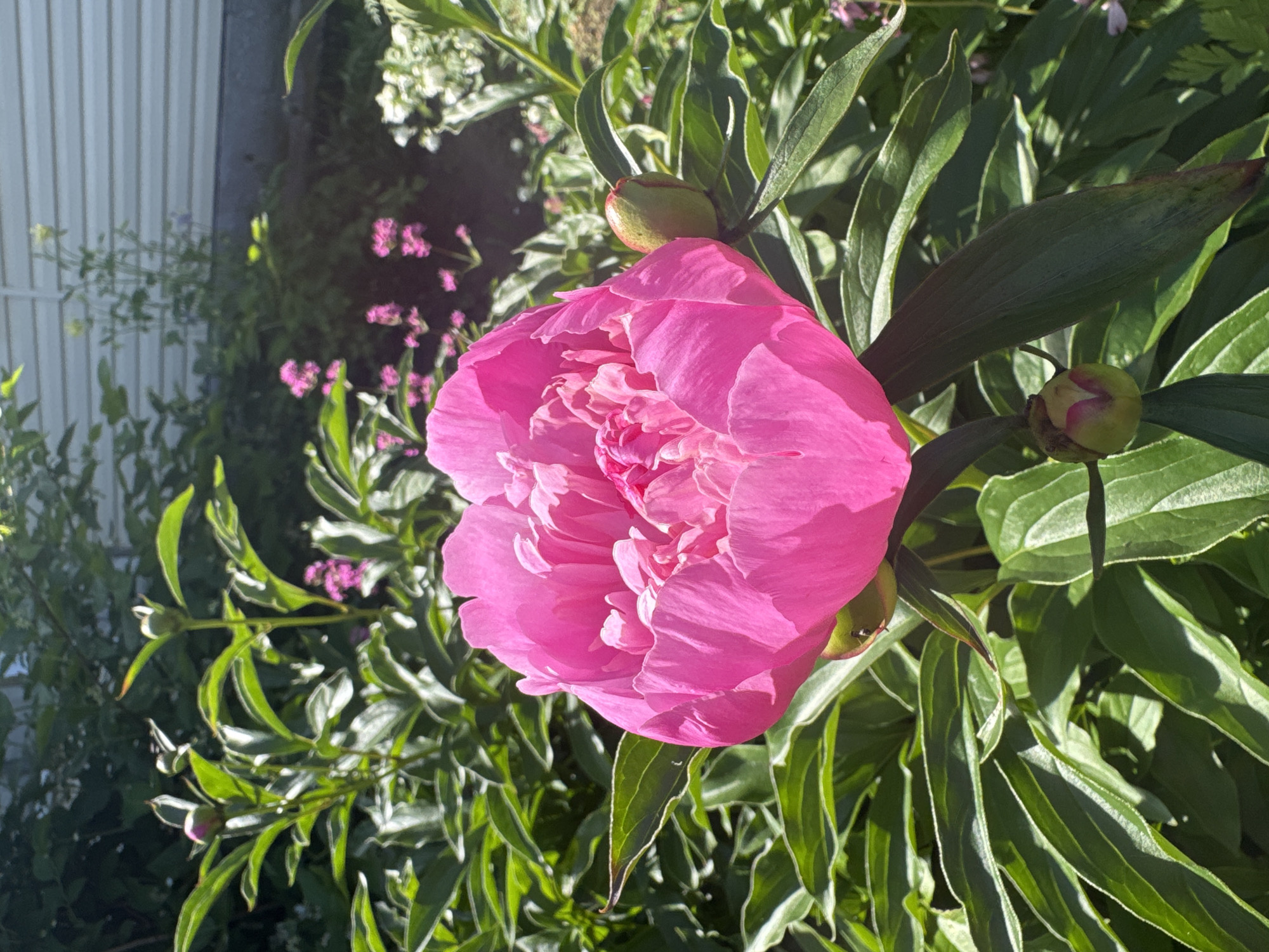 The image depicts a close-up of a vibrant pink peony flower in full bloom, surrounded by lush green foliage. The flower's petals are tightly packed, creating a dense and ruffled appearance. Several peony buds, some beginning to unfurl, are visible on stalks around the main bloom. In the background, a white, horizontal-siding wall of a building is partially visible, suggesting an outdoor garden setting. The sunlight casts distinct shadows on the leaves, indicating a bright, sunny day. Small clusters of pink flowers and other greenery fill the space behind the peony, contributing to a natural and slightly unkempt garden environment. No people or animals are present in the frame. The location is described as Kashino, Russia, implying a residential or public garden within that area.