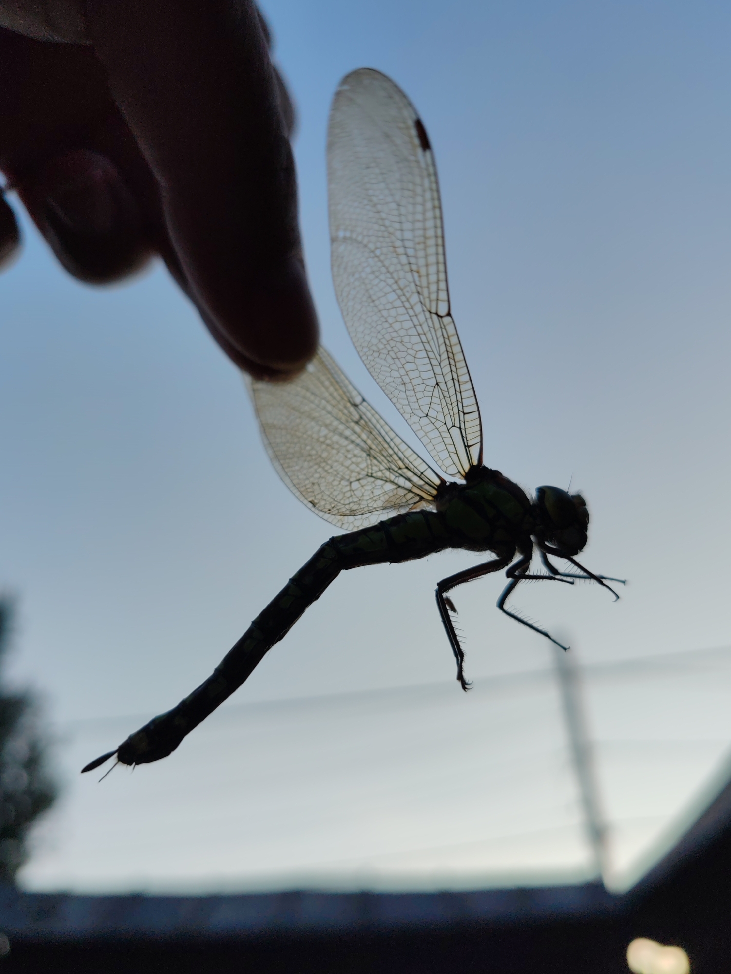 An adult dragonfly, its body silhouetted against a pale blue sky, is held between the thumb and forefinger of a human hand. The dragonfly is dark green and appears to be stationary. Its wings are translucent and intricately veined, with a small reddish-brown mark on the upper edge of the right wing. The dragonfly's legs are extended. The background is a gradient of blue sky, fading to a lighter hue near the horizon. In the lower part of the image, a dark, blurry line suggests the presence of a roof or structure. The location is unspecified, but given the presence of a hand and a dragonfly, it is likely an outdoor setting.