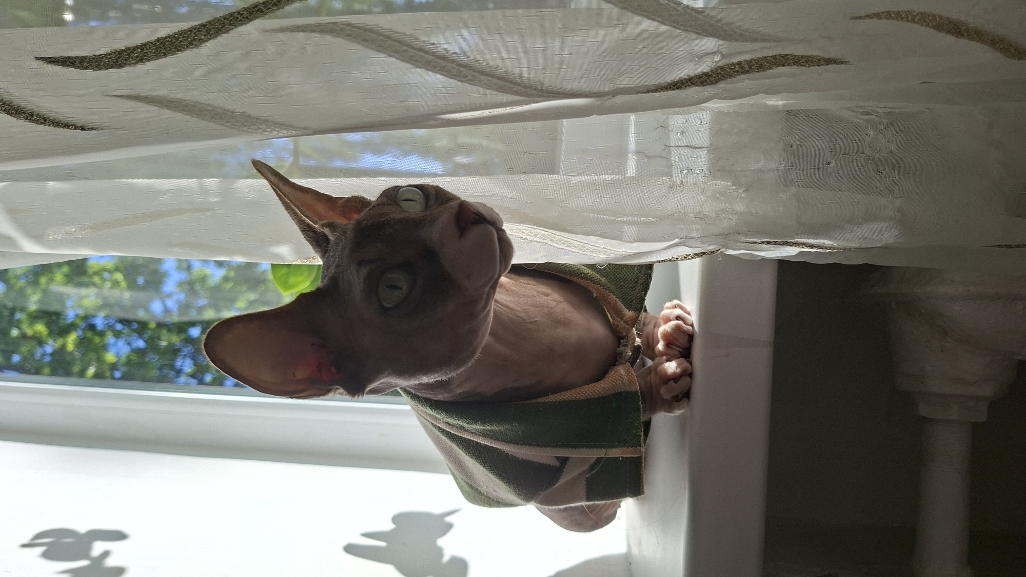 A hairless cat, wearing a green and brown striped garment, sits on a white windowsill. The cat's paws are visible in the foreground. Sunlight streams in from the right, illuminating the cat and casting shadows on the wall to the left. A sheer white curtain with gold decorative trim hangs on the right side of the window. Through the window, green foliage and a blue sky are visible. The environment appears to be indoors, likely a domestic setting, with a radiator visible below the windowsill. The scene does not provide specific clues to a location in Myadzyel, Belarus.