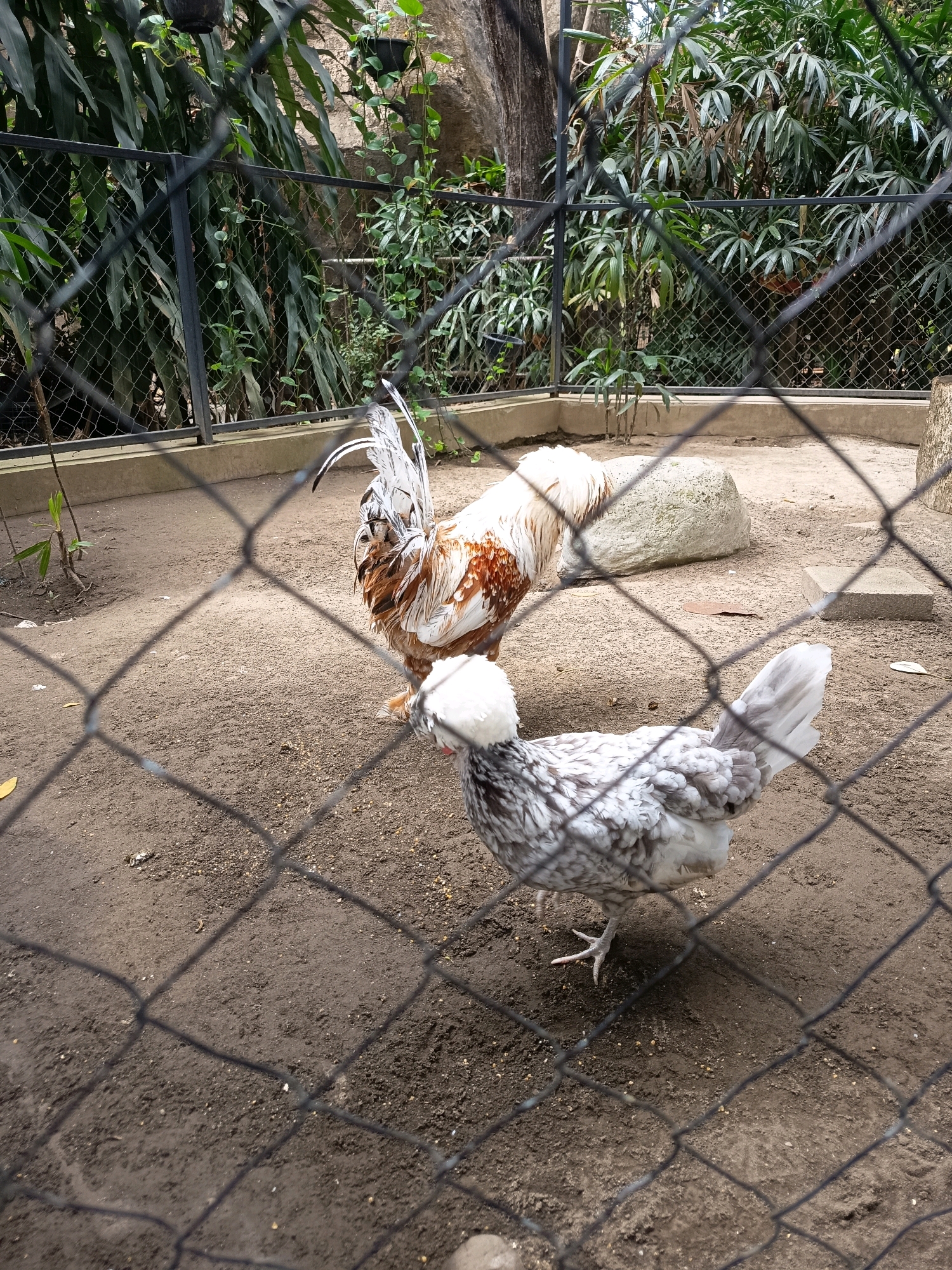 A male and female chicken are inside a fenced enclosure. The male chicken is larger with brown and white feathers and a crest. The female chicken is smaller with black and white patterned feathers and a fluffy white crest. The enclosure is made of metal fencing and has a dirt ground. In the background, there are trees and rocks. The scene is outdoors.