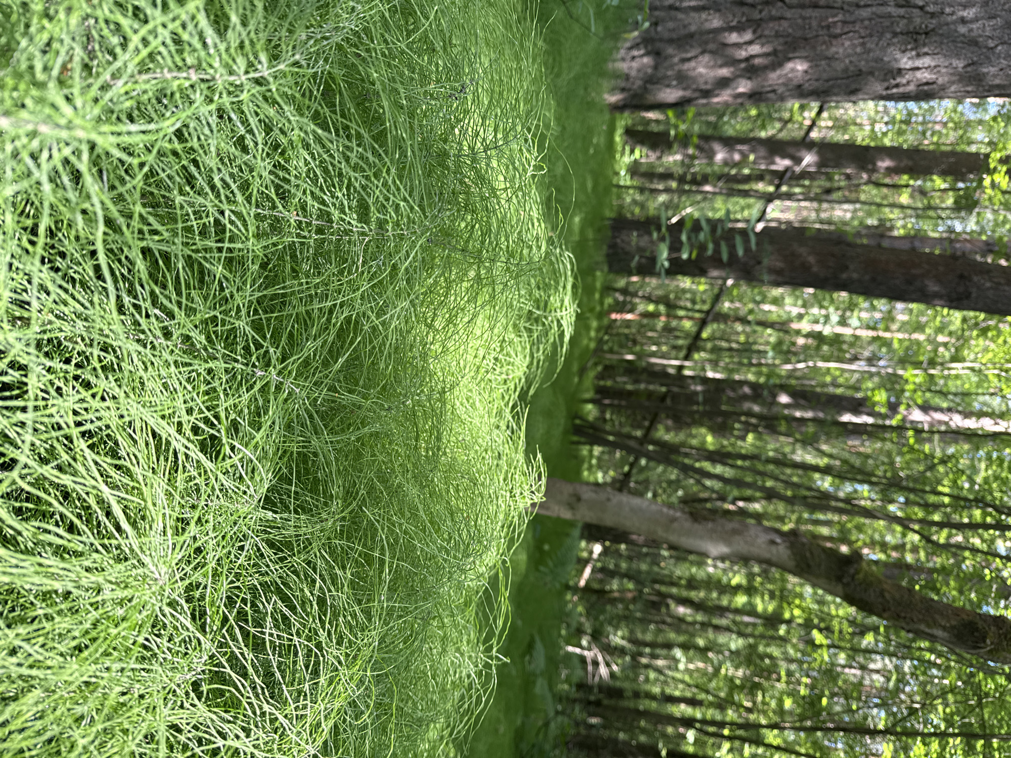 The image depicts a forest floor covered with lush, green horsetail plants in the foreground. Beyond the horsetail, the ground is a carpet of grass, leading to a dense forest with tall trees. The trees are a mix of deciduous and coniferous, with sunlight filtering through the leaves, creating dappled light and shadows. The overall impression is one of a peaceful, natural setting. There are no people or animals visible in the image. The location of Izhevsk, Russia is not discernible from the visual information provided.
