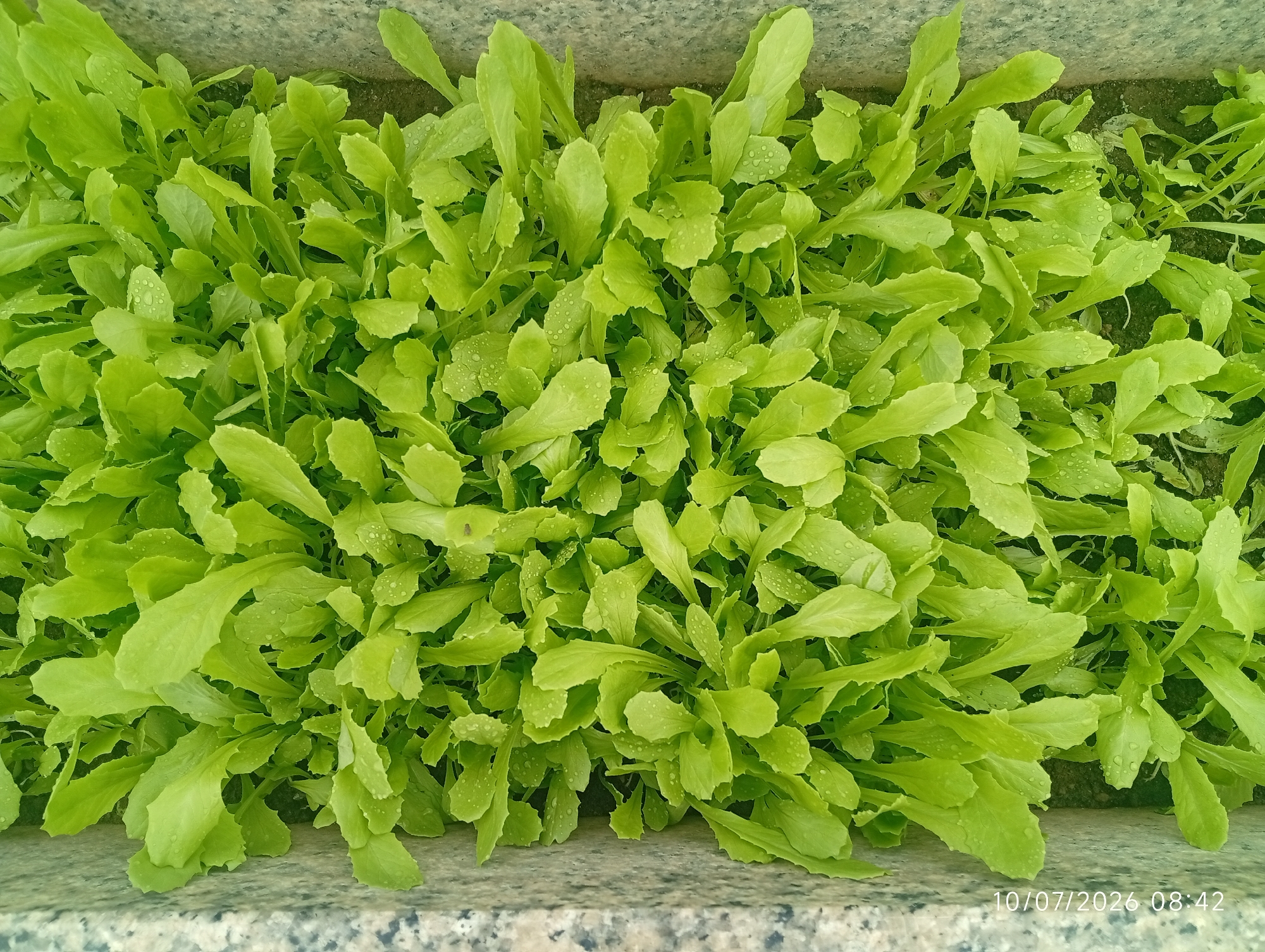 The image is a close-up, overhead shot of a rectangular bed of young, vibrant green lettuce plants. The plants are densely packed and have wavy, serrated edges. Many of the leaves are speckled with small water droplets, indicating they may have been recently watered or are covered in dew. The lettuce is planted in dark soil, with the edges of the bed framed by light gray, speckled stone. A timestamp in the bottom right corner reads "10/07/2026 08:42". The scene appears to be an outdoor garden or planter, possibly in a city like Bana Stream, Nigeria, given the reference. There are no people or visible animals in the image, only the lush, growing lettuce.