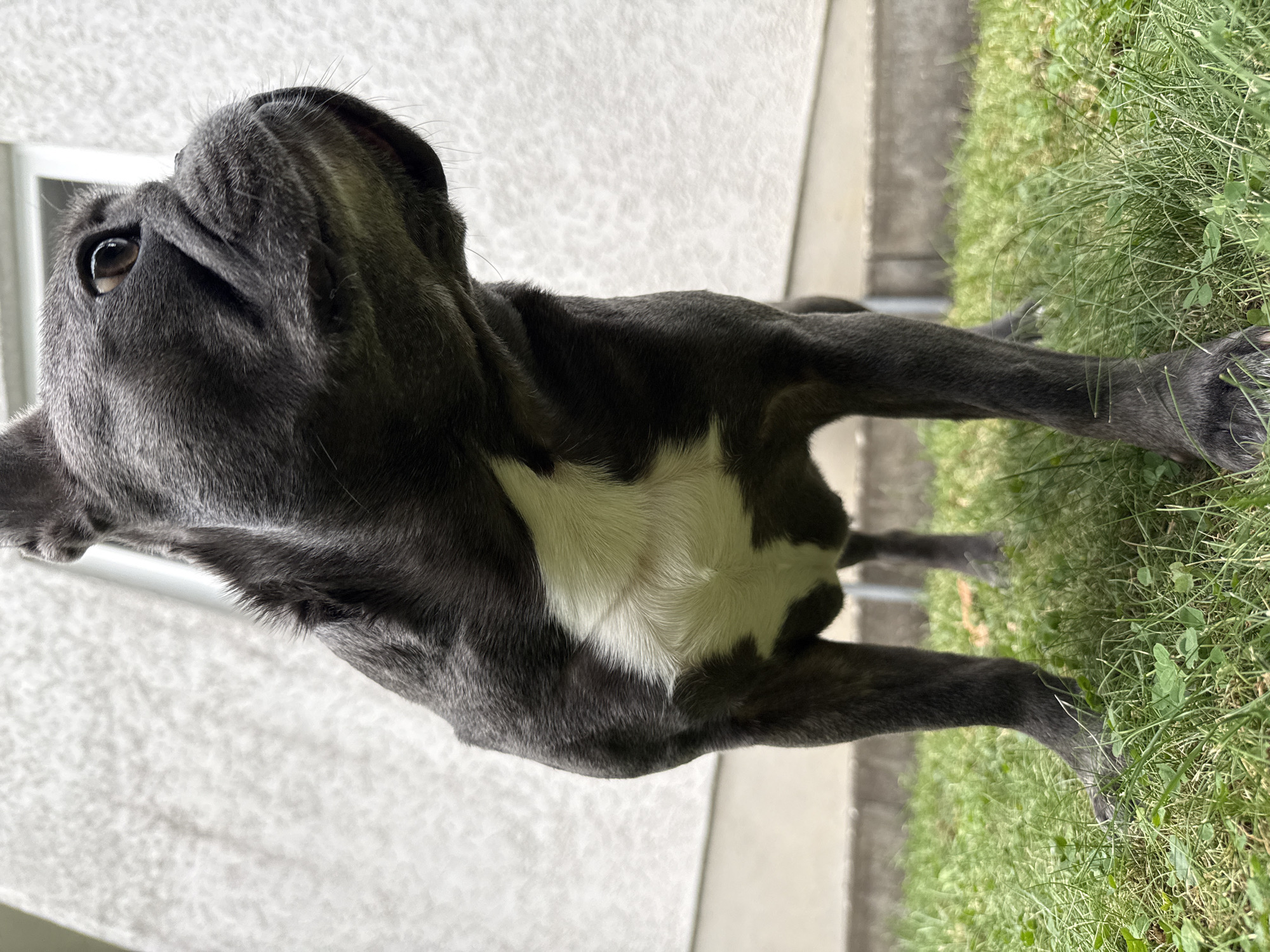 A dark grey French Bulldog stands on a lawn, facing right. The dog has a white patch of fur on its chest. In the background, a textured white wall is visible, with a sliver of a white window frame. The scene is outdoors. The specific location in Bad Sachsa, Germany, is not identifiable from the image.