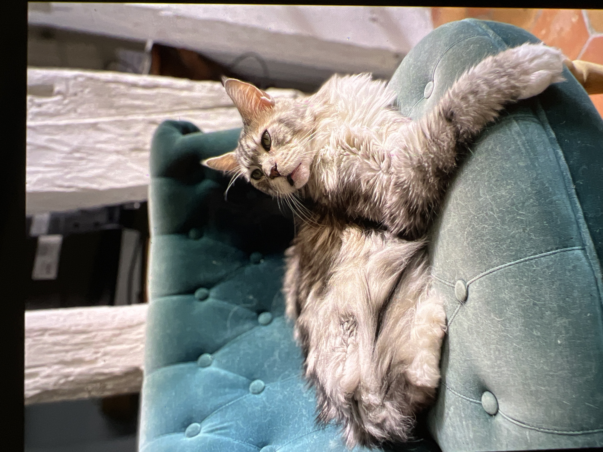 A large, long-haired cat with grey and brown fur reclines on a teal, button-tufted armchair. The cat's head is turned to the left, with its mouth slightly open and its gaze directed upward. Its front paws are extended, with one resting on the armrest and the other hanging over the side. The armchair is positioned in a room with white, textured walls and what appears to be wooden trim. The floor is visible at the bottom right of the image and is tiled in an orange-brown color. The overall impression is one of a relaxed domestic scene. There is no identifiable information in the image to suggest a specific location within the city of Verona, Italy.