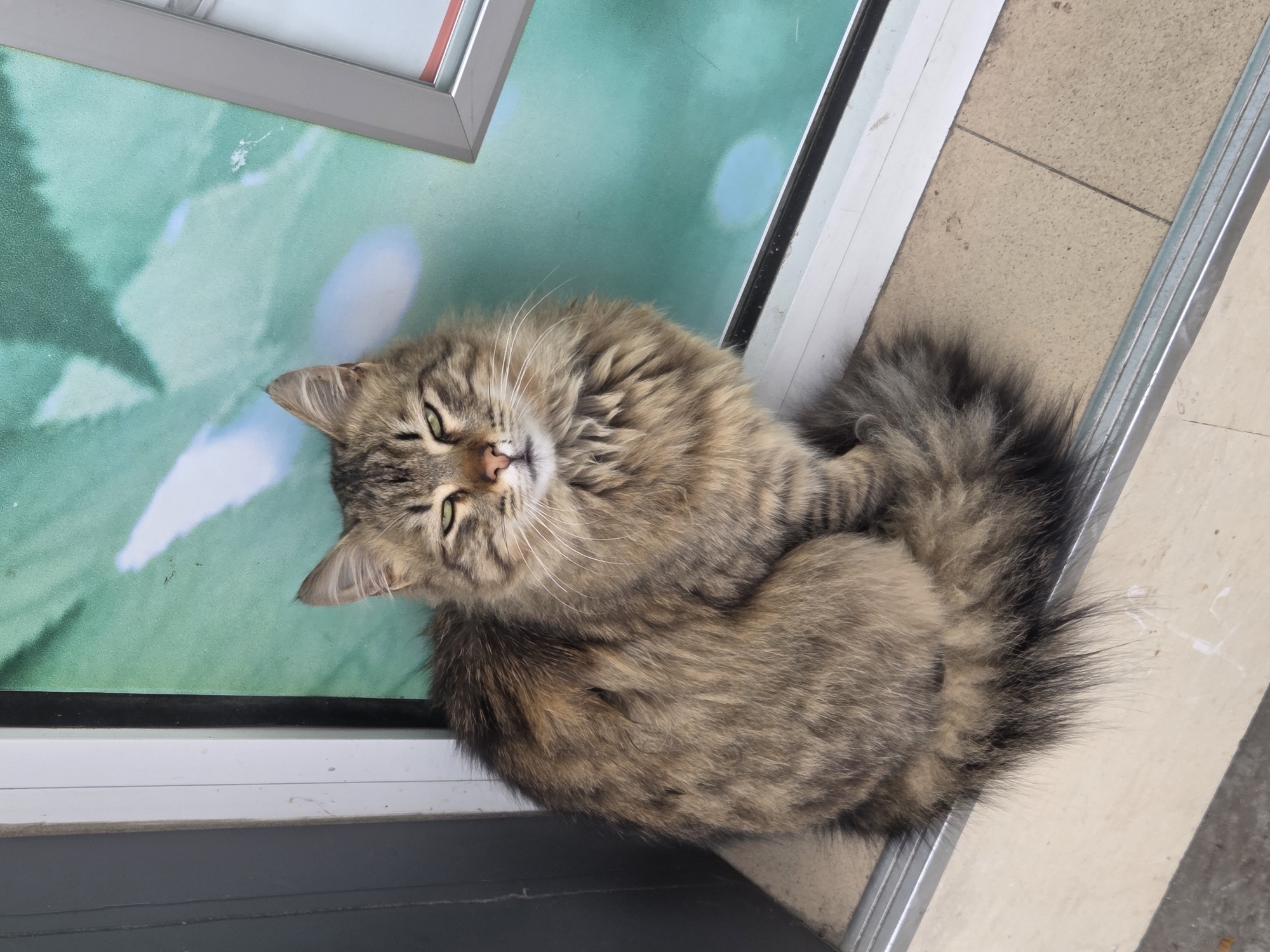A long-haired, brown and grey tabby cat with green, partially closed eyes is depicted sitting on a light beige tiled surface. Its bushy tail, dark at the tip, is curled around its front paws. The cat faces slightly towards the viewer. Behind the cat, a vertical white window frame is visible to the left, bordering a large glass panel with a teal-green colored design featuring blurred white or light blue abstract shapes. To the right of the cat, a portion of a silver-colored rectangular frame for an information panel is visible against the teal background. A thin metallic strip runs horizontally along the edge of the tiled surface where the cat is positioned. This scene is observed in the city of Varna, Bulgaria.