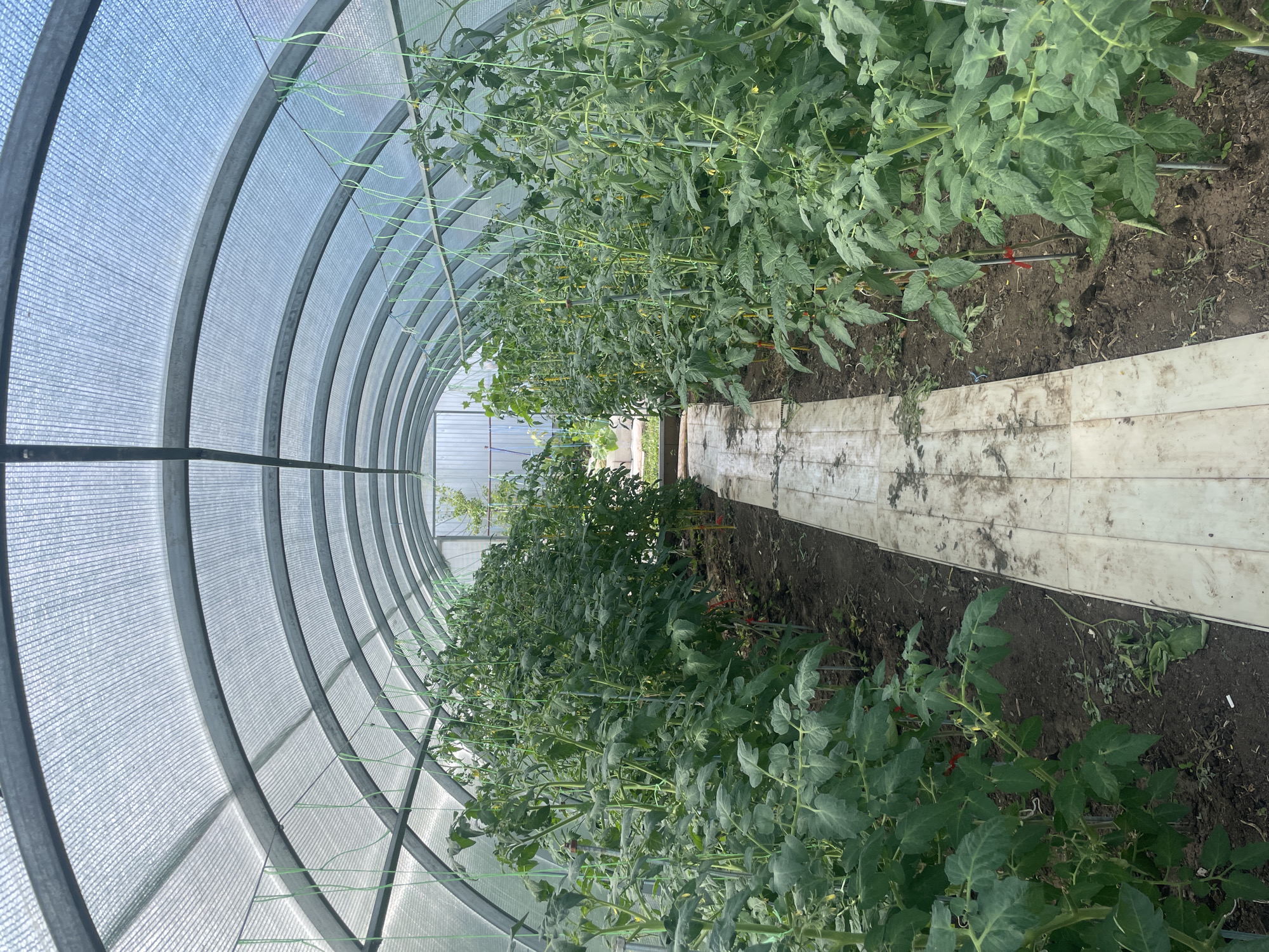 Inside a greenhouse with a translucent arched roof and metal frame, rows of healthy, green tomato plants grow on either side of a narrow, light-colored pathway. The plants are tall and lush, with numerous leaves and some evidence of developing fruit. Green strings are visible, providing support for the plants as they grow upwards. The pathway appears to be made of interlocking plastic or metal panels, with some dirt and debris on its surface. The overall environment suggests cultivation and growth, likely in a garden or agricultural setting within Laishevo, Russia.