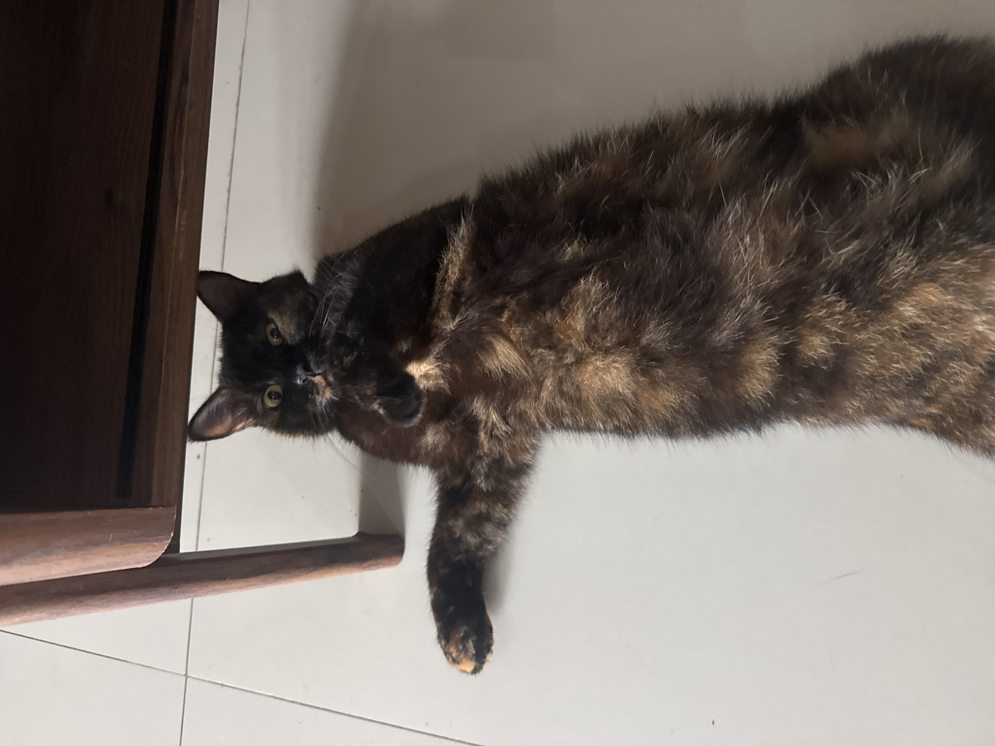 A tortoiseshell cat is lying on a light tile floor next to a dark wooden object, possibly furniture. The cat is positioned with its head near the furniture and its body extended across the floor. One paw is raised near its face. The scene appears to be indoors. There is no information in the image to determine if it is in Denpasar, Indonesia.