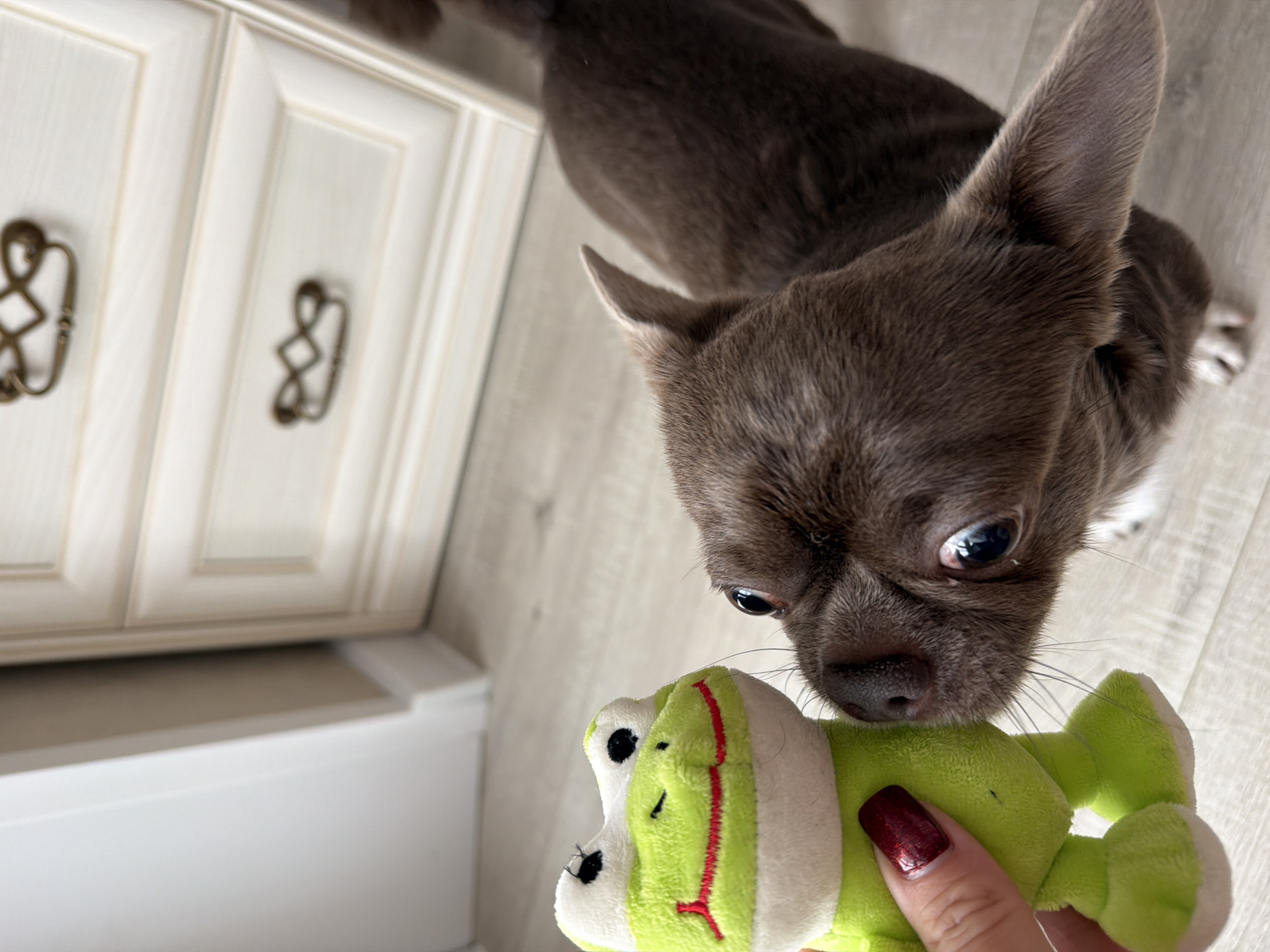 A close-up, slightly angled shot shows a small, gray-brown chihuahua sniffing a green and white stuffed frog toy. A portion of a hand with a dark red fingernail holds the frog. To the left, part of a white cabinet with decorative bronze-colored drawer pulls is visible. The floor appears to be light-colored wood or laminate. The location is unknown and cannot be determined to be in Votkinsk, Russia from this image.
