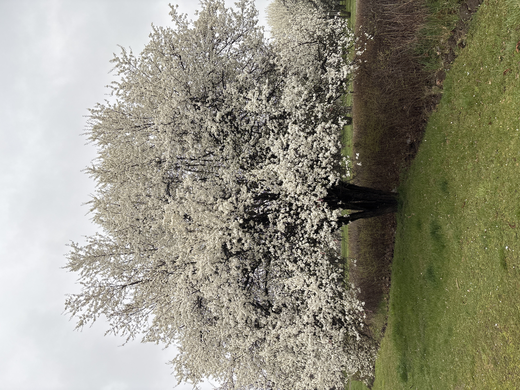 A medium shot shows a blooming tree covered in white flowers, likely located in a park in Sofia, Bulgaria. The tree is positioned near the edge of a grassy area that slopes gently upwards to a line of shrubs. The sky is overcast.