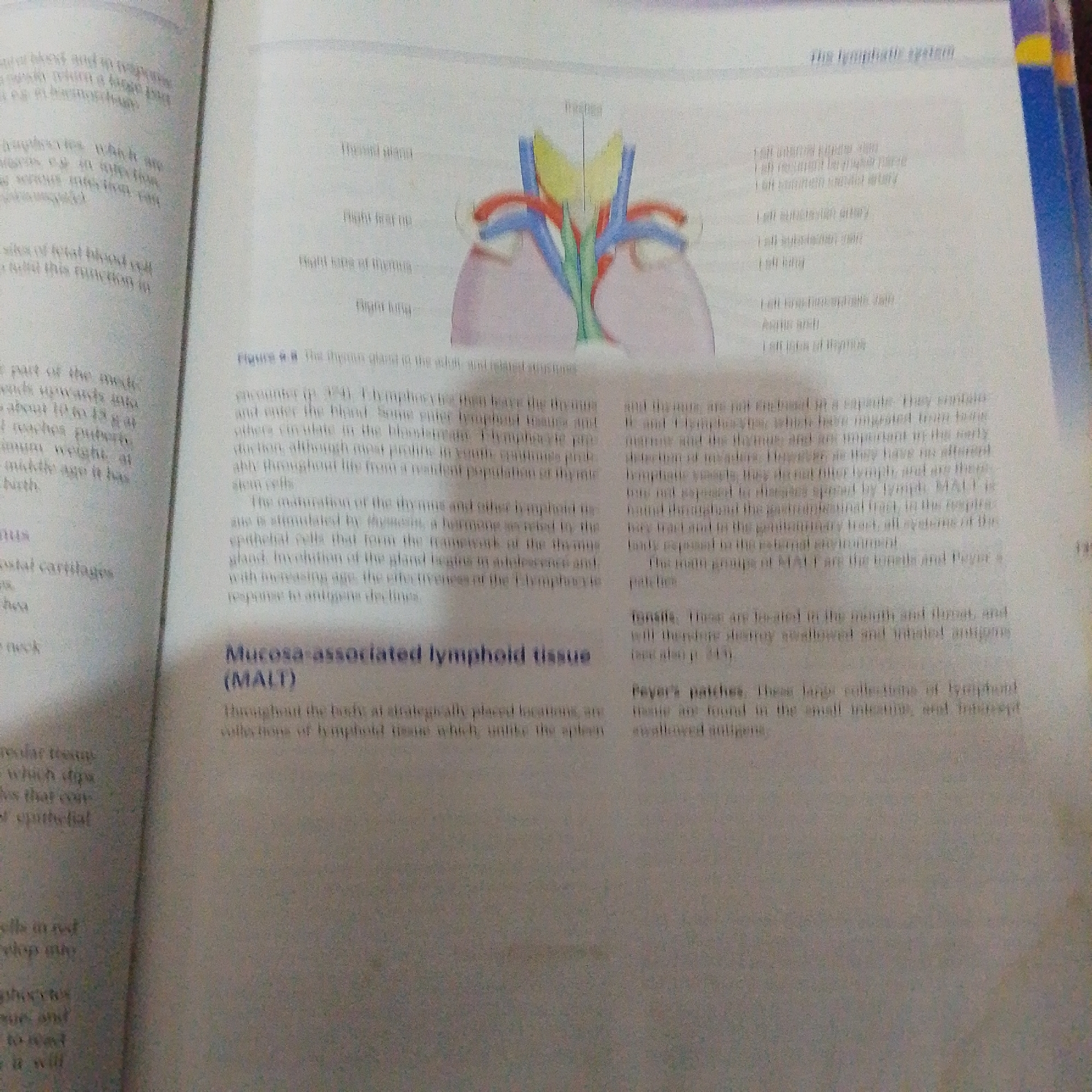 The image displays a page from a textbook with illustrations and text related to the lymphatic system. On the right side, there is a diagram of the thoracic region showing the trachea, lungs, and major blood vessels, with labels pointing to various structures. The text describes the lymphatic system, including the role of lymphocytes, and the maturation of T lymphocytes in the thymus. It also introduces Mucosa-associated lymphoid tissue (MALT), tonsils, and Peyer's patches. The left side of the page contains fragmented text from another section of the book, discussing blood cells and their functions. There is no information within the image that pertains to the city of Jalingo, Nigeria.