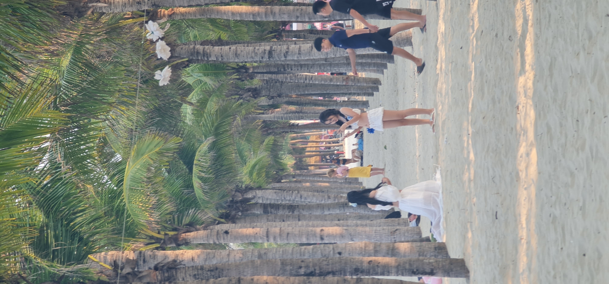 This image captures a vibrant beach scene in Da Nang, Vietnam, featuring numerous people and a distinctive landscape. The foreground and midground are dominated by a long, straight avenue of very tall palm trees with visible, textured trunks, suggesting an organized planting. The fronds of these trees create a dense green canopy overhead.
Several individuals are visible on the sandy beach. Closer to the camera, two men are walking away, one in a black shirt and shorts, and the other in a blue shirt and black shorts. Further along, a woman in a white bikini top and white skirt is standing, looking down at her phone, possibly taking a picture or checking messages. In the background, another person in a yellow outfit and a woman in a flowing white dress are also present on the sand.
The ground is a light-colored sandy beach, with long shadows from the palm trees stretching across it, indicating either late afternoon or early morning light. There are white decorative flowers, possibly artificial, strung between some of the palm trees, adding a festive touch to the environment. The overall atmosphere is leisurely and tropical, consistent with a popular tourist destination. No discernible text is visible in the image.